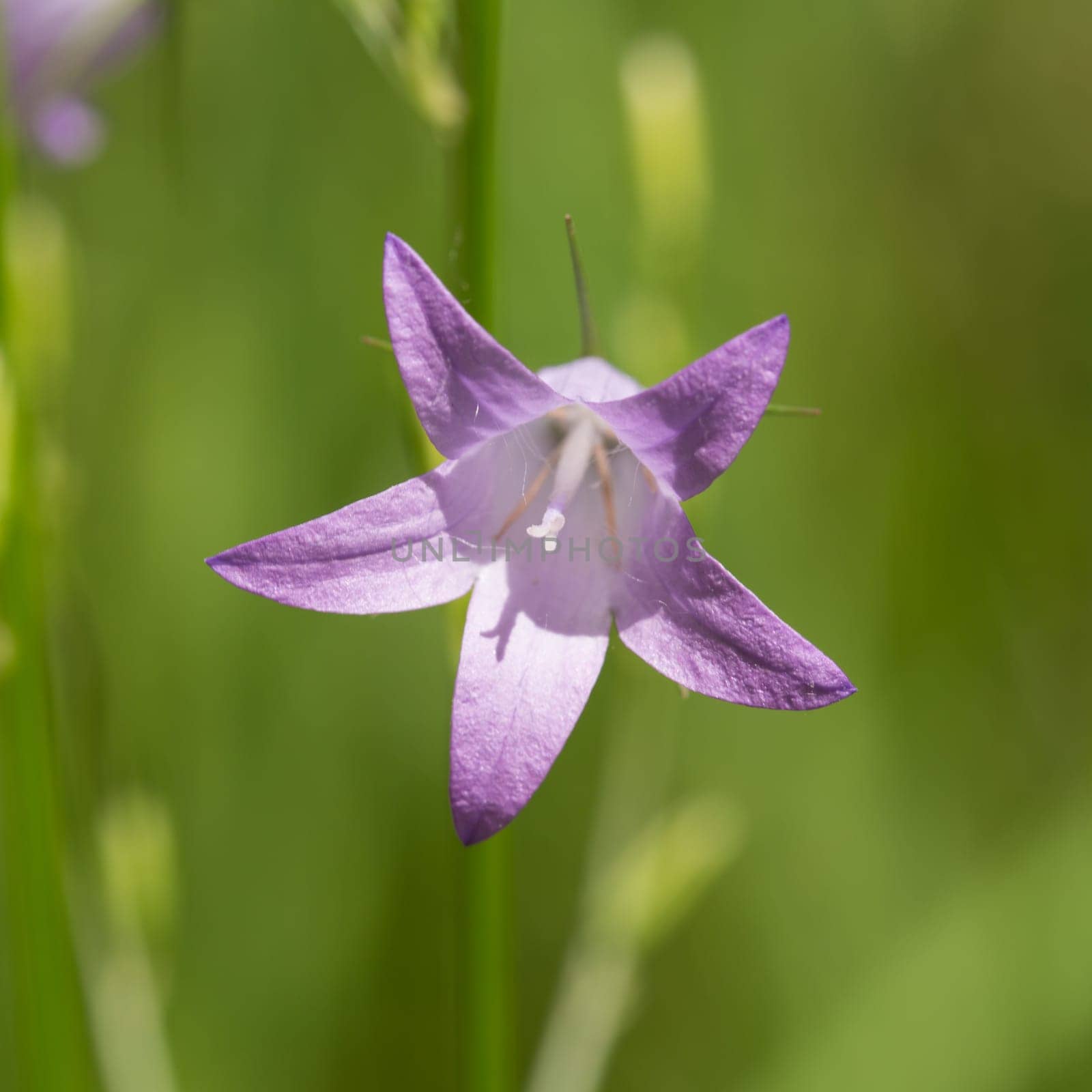 Close-up of a bluebell blossom,blurred background