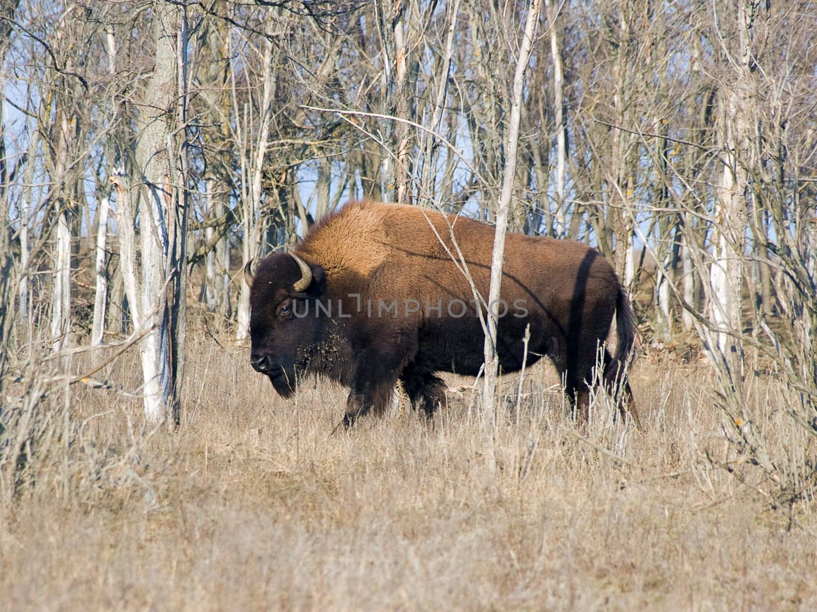 A huge bison in nature reservation
