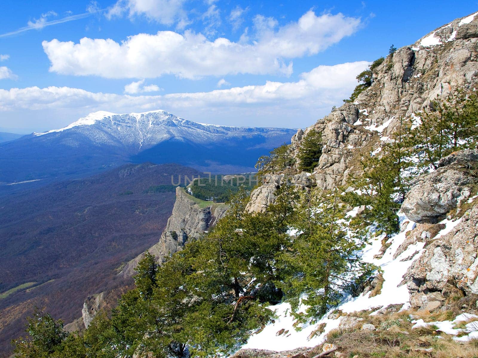 rocky mountains covered with forest and snow
