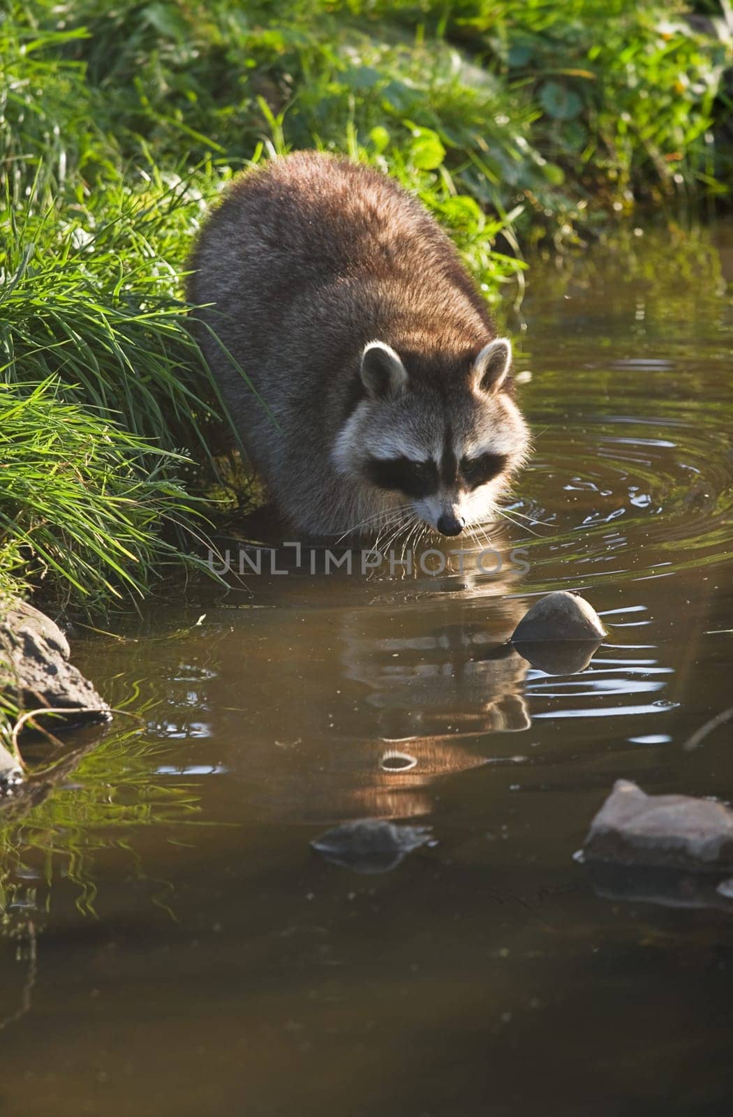 Common raccoon or Procyon lotor in evening sun searching for food in water - vertical