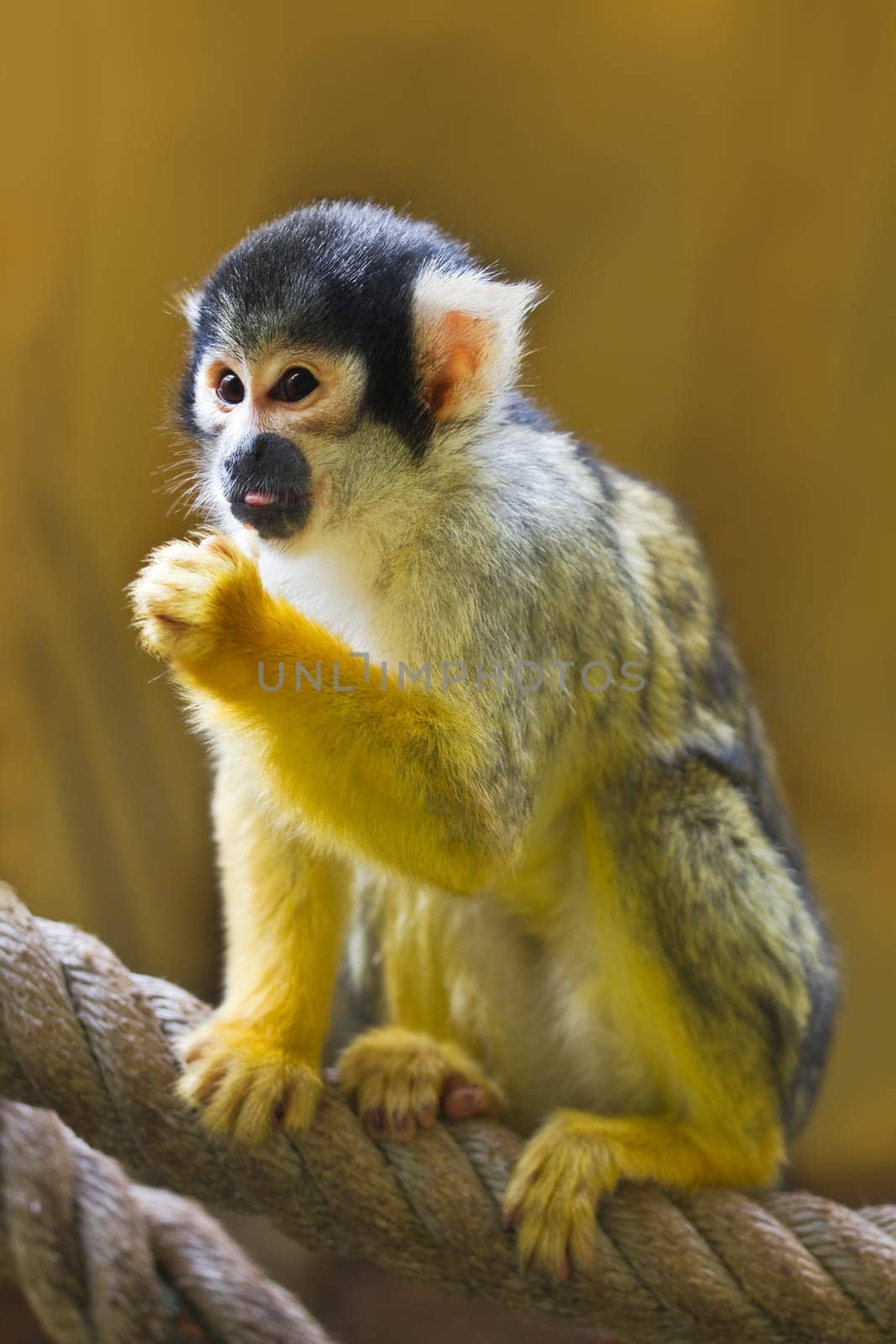 Squirrel- or Skull monkey sitting on rope