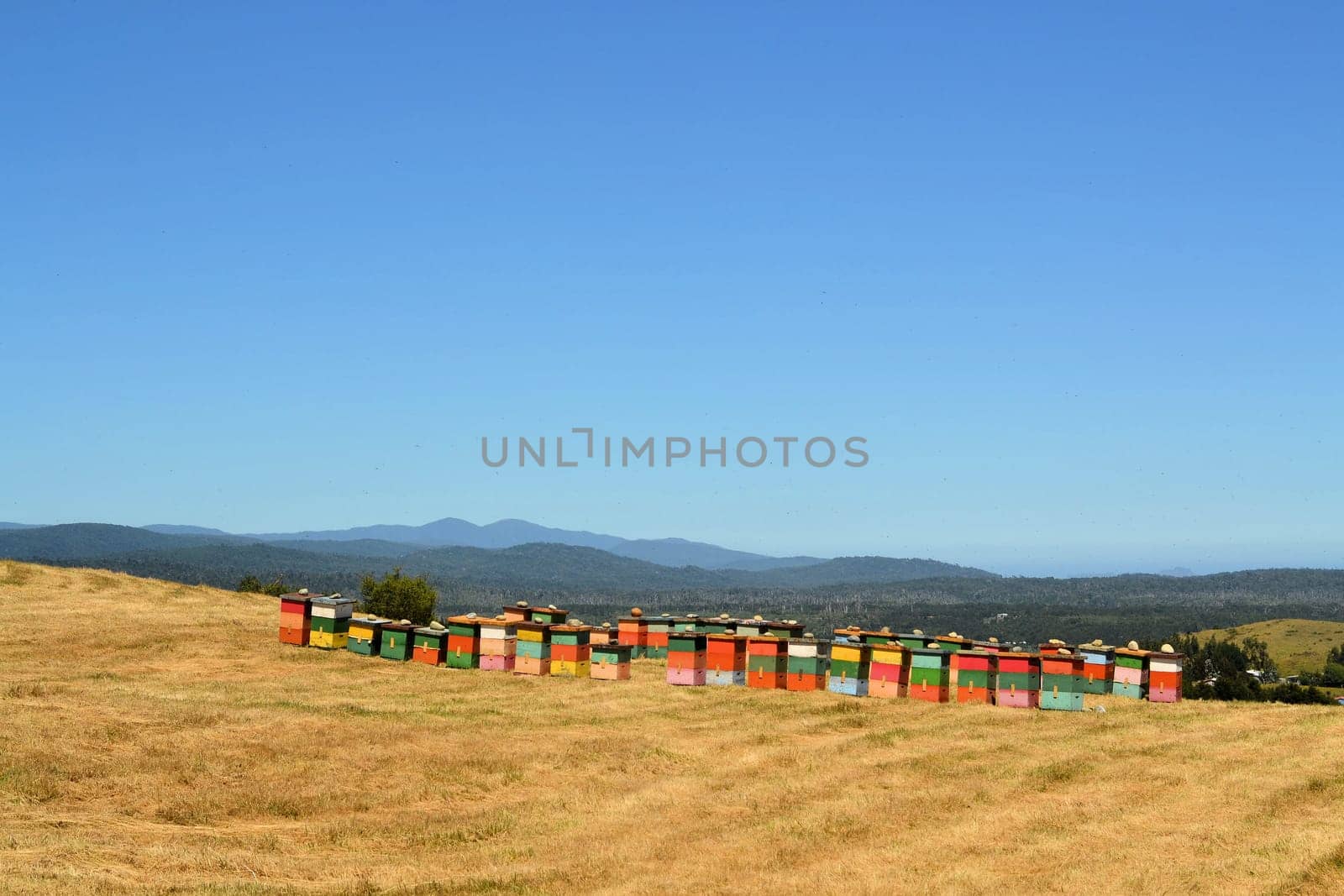 Rural wooden beehives on hilltop on the island of Chiloe, Chile, South America