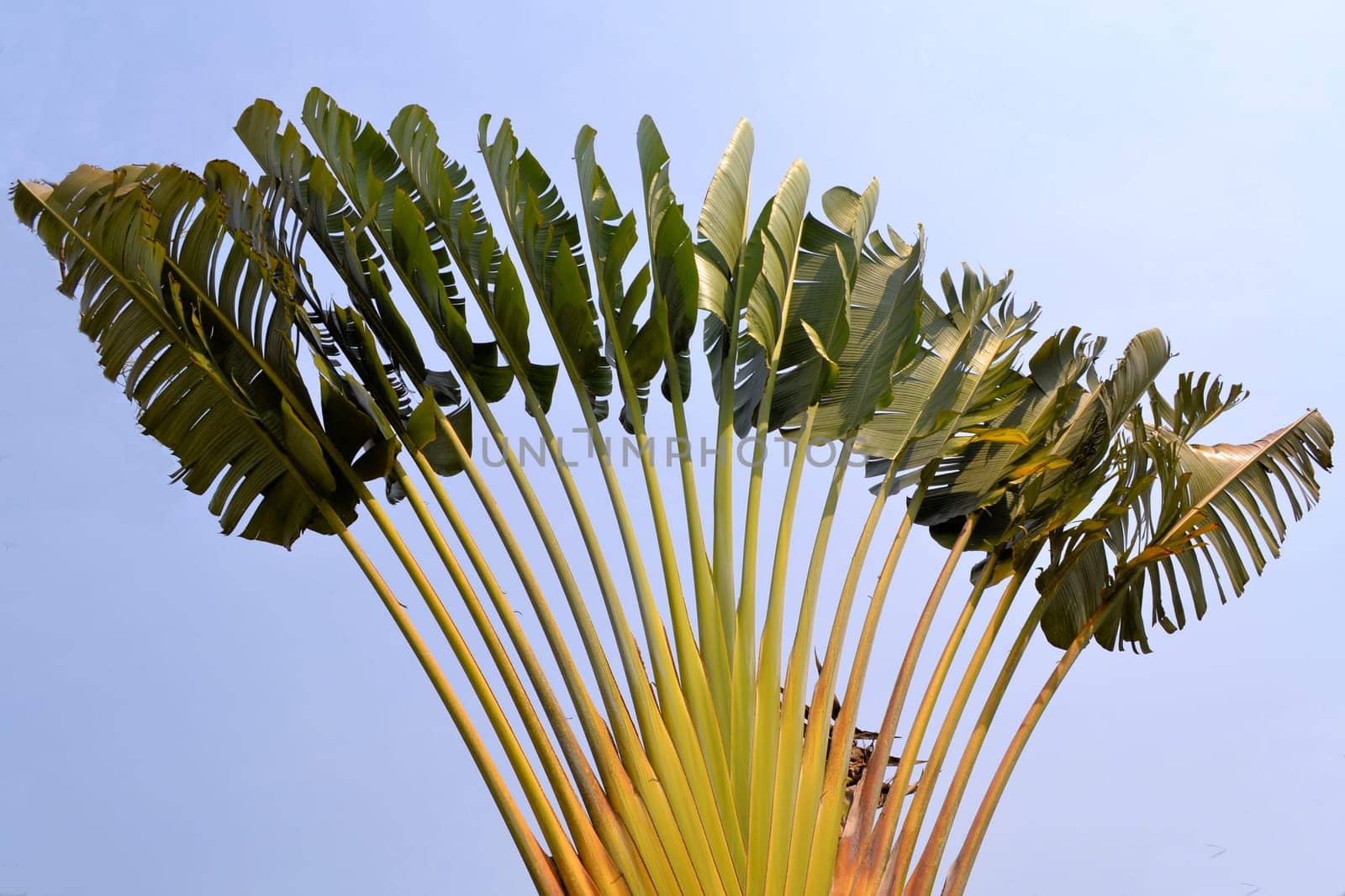 looking at a huge tropical plant seen against the blue sky