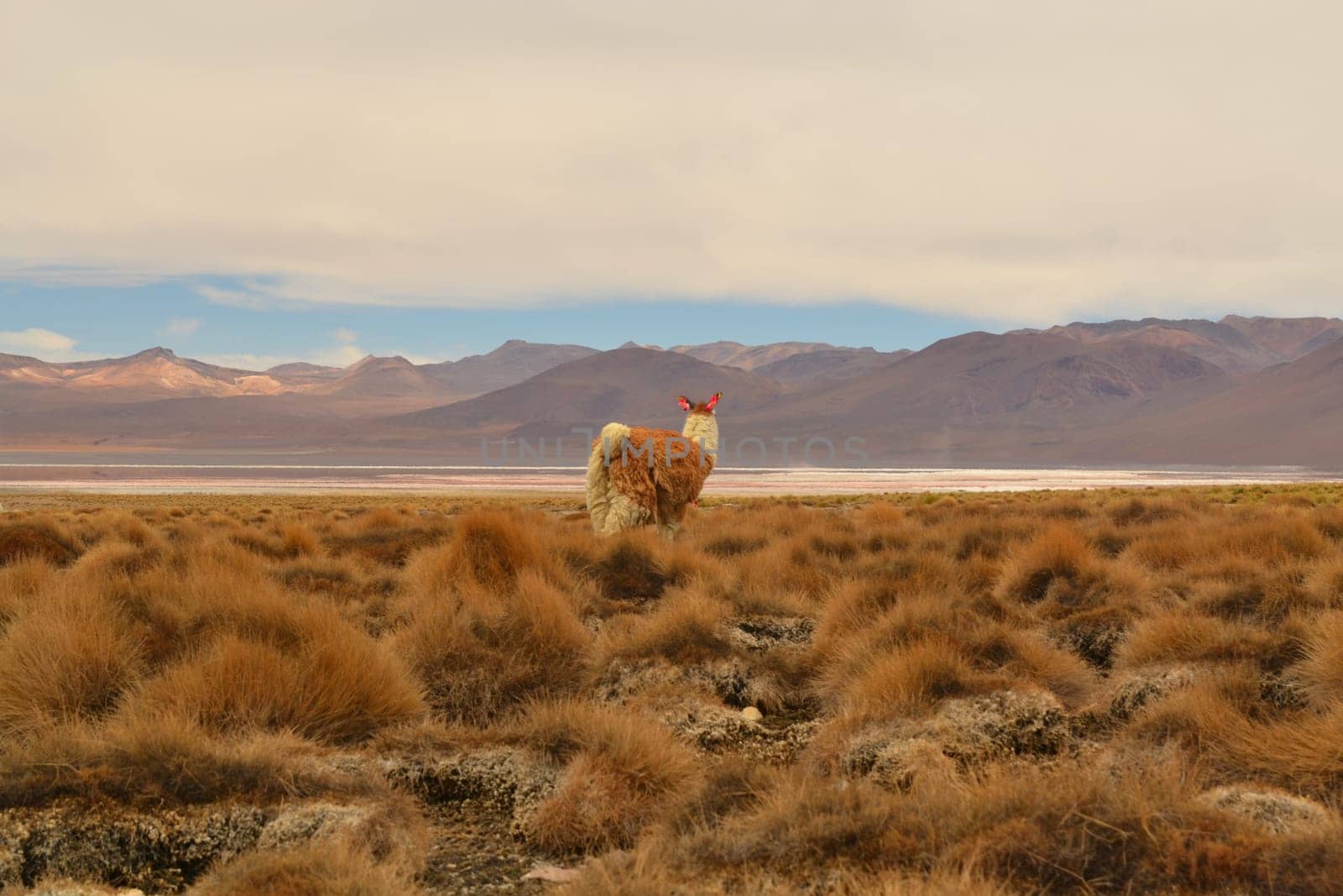 Vicuna/Lama looking into the empty grassland of the Andes, Bolivia