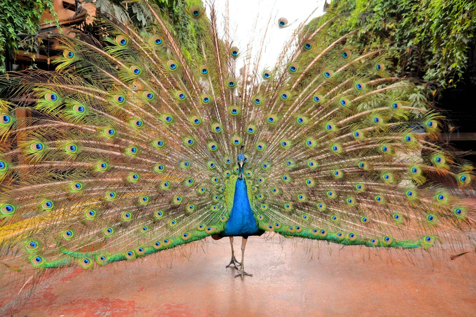 A proud green beautiful peacock showing its splendid colorful feathers