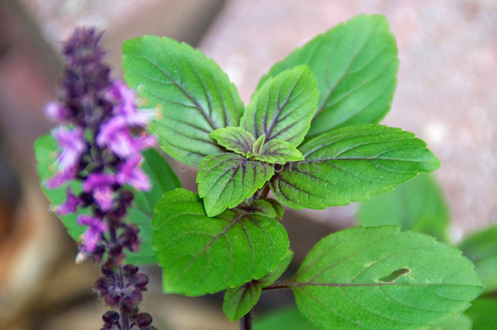 Close up of fresh basil growing with flowers.