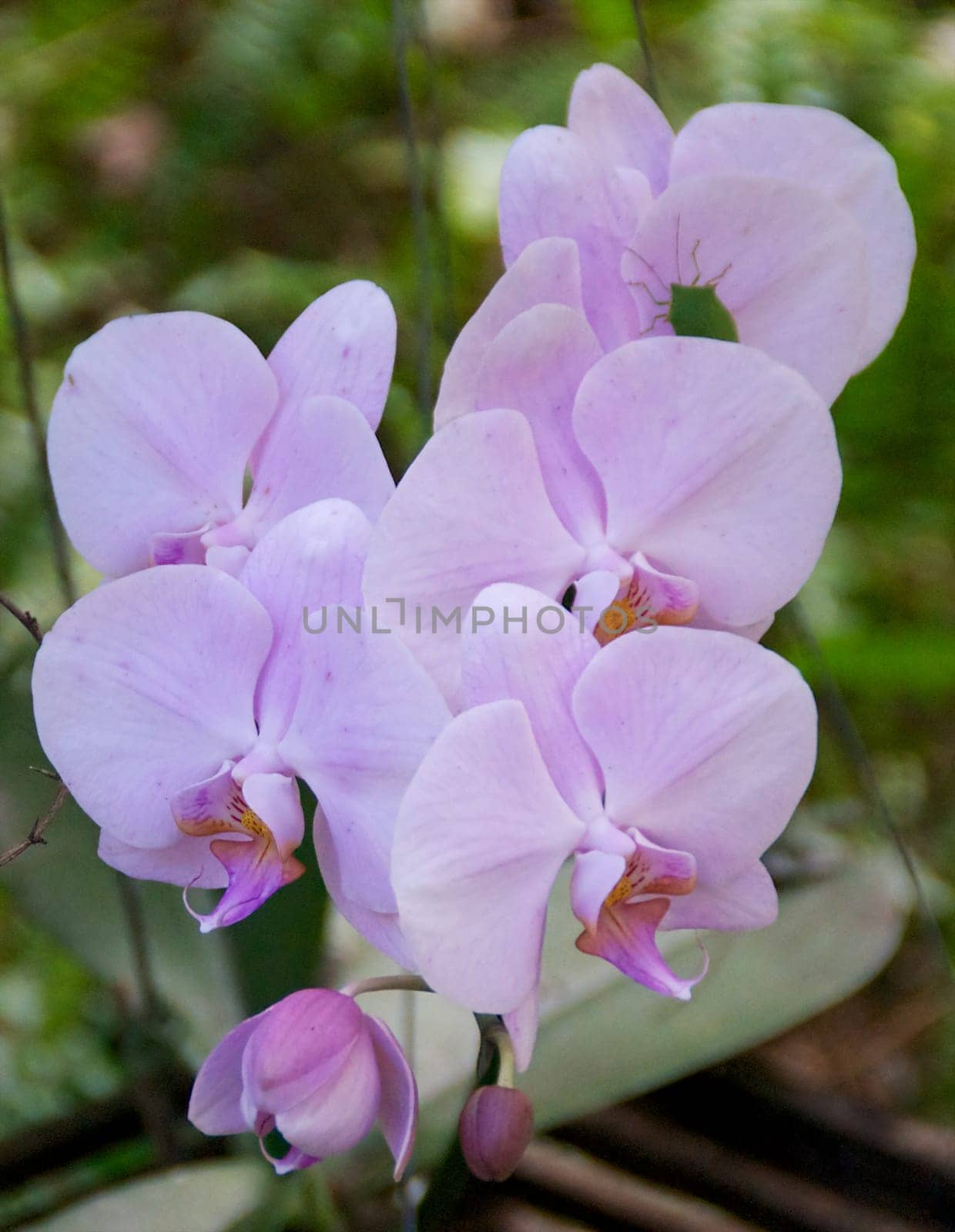Colorful pink orchids in bloom on stem.