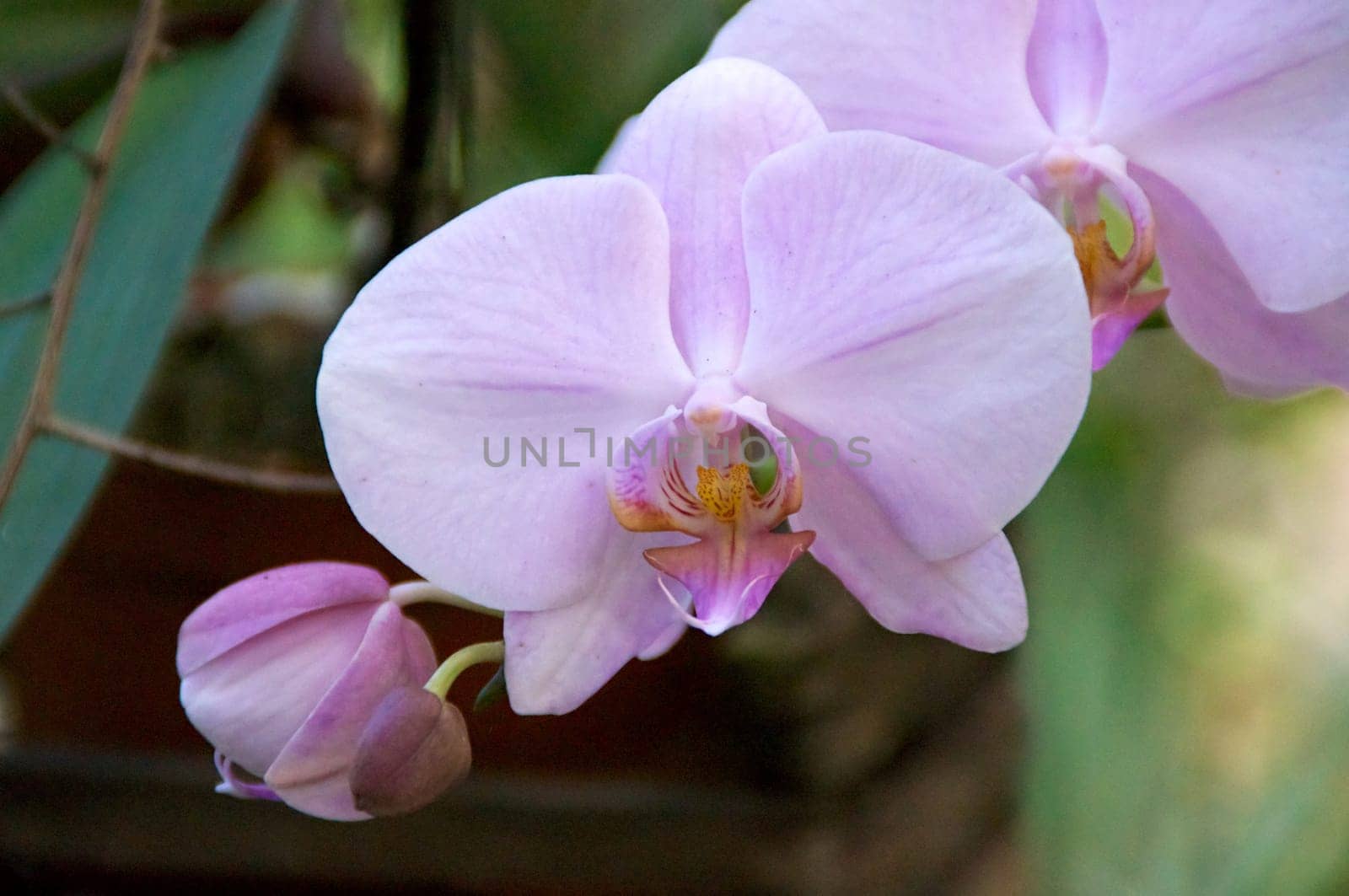 Colorful pink orchids in bloom on stem.