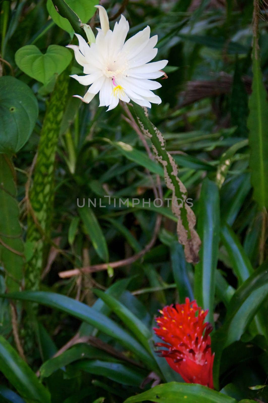 Night blooming cereus cactus in bloom showing large white flower and bromeliad with red flower.