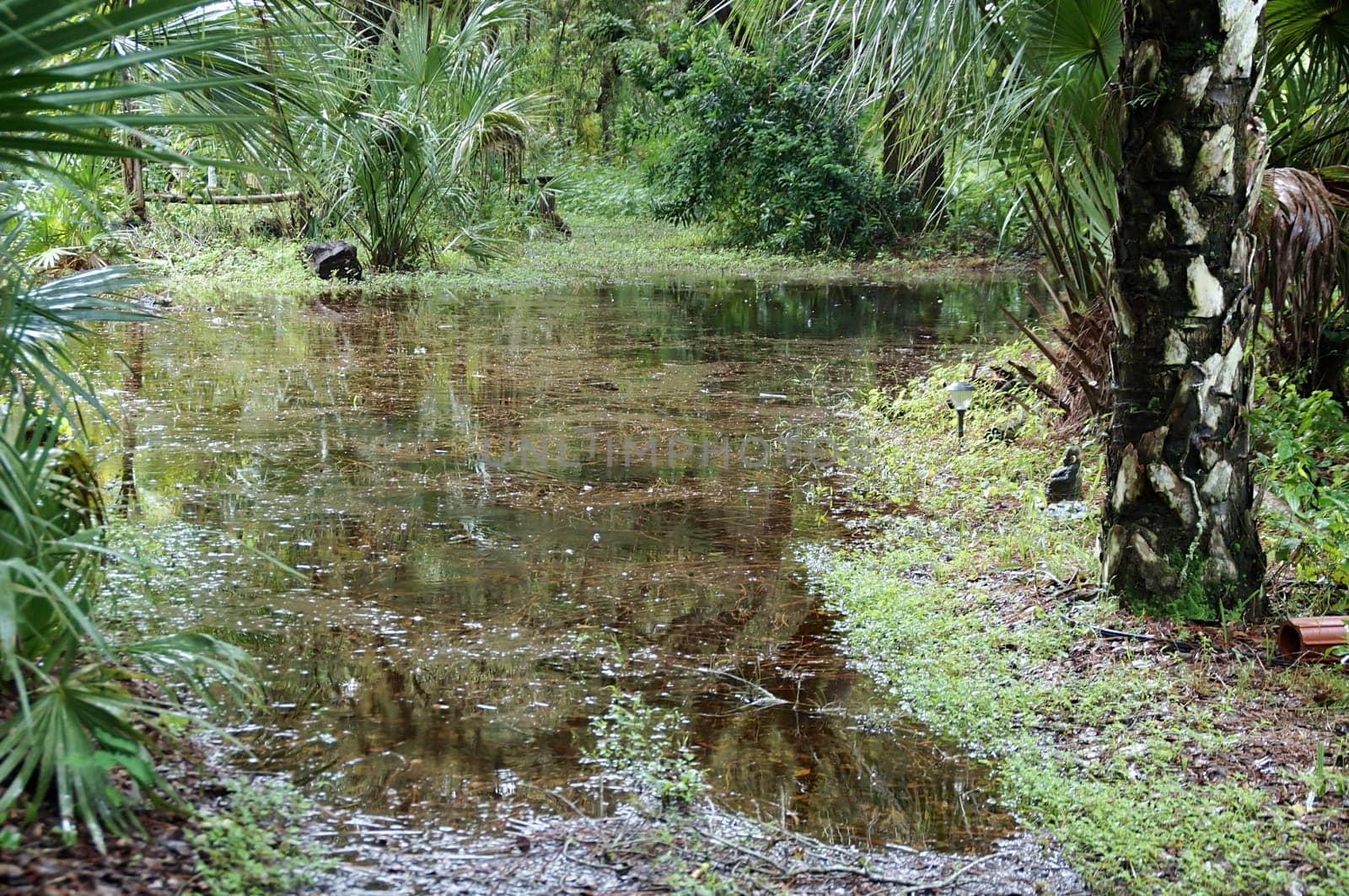 Tropical area of south florida, flooded after rains.