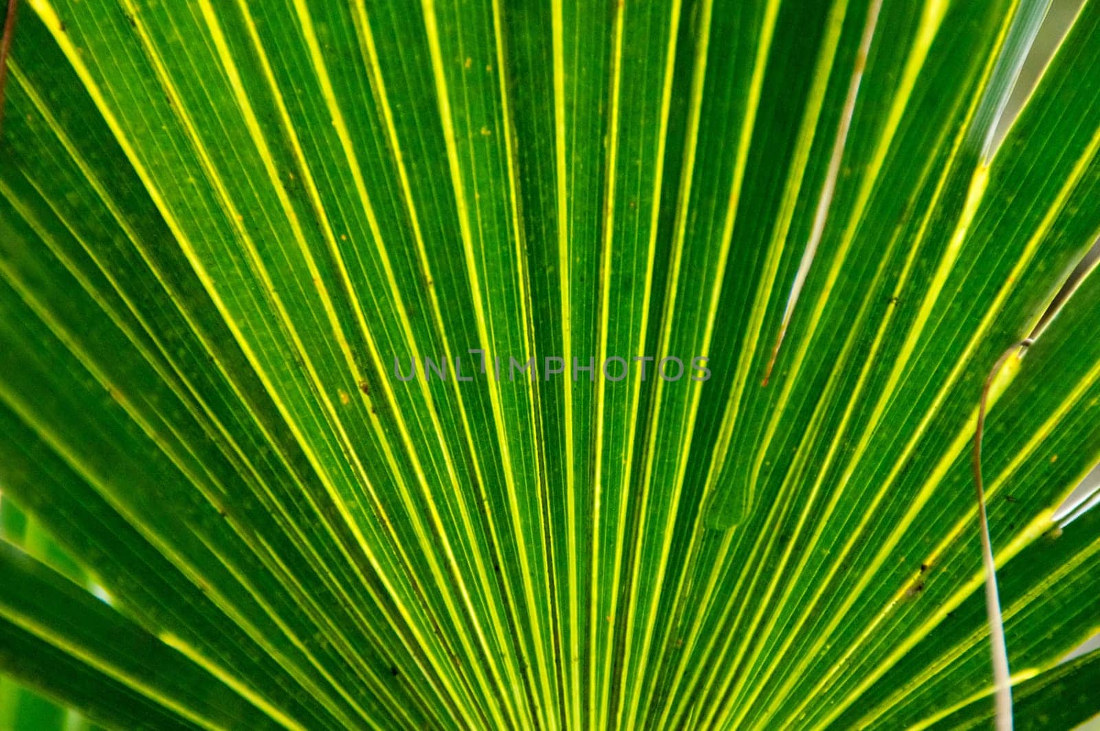 A large palm leaf frond is backlit from the sun, fan shaped design.