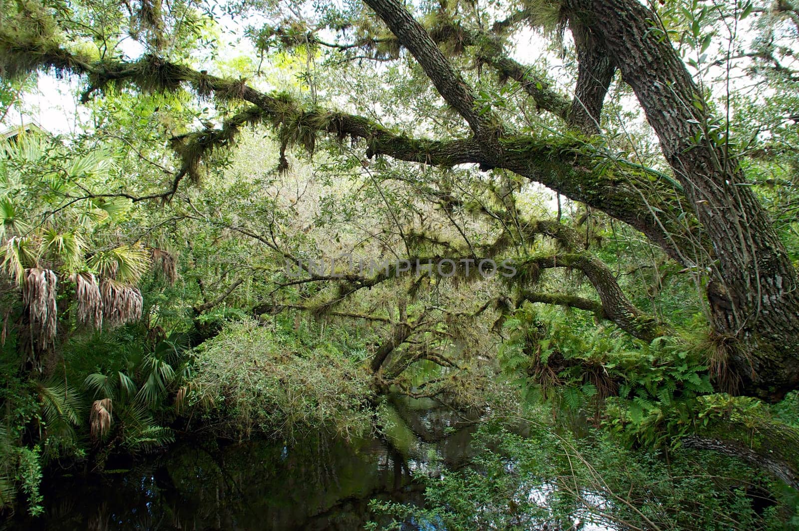 Looking across an overgrown swampy river in tropical south florida, oak trees are covered with resurrection ferns.