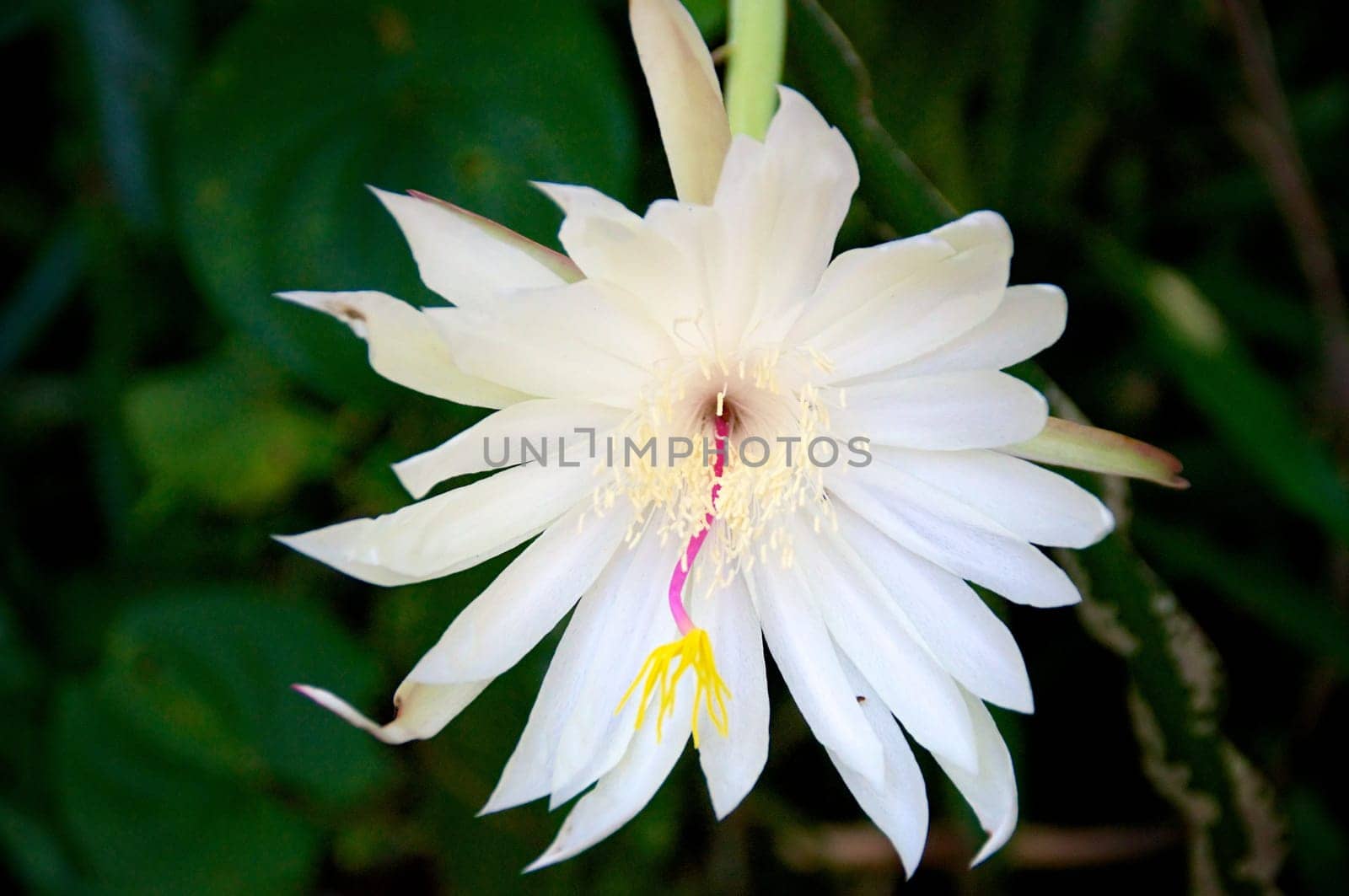 Night blooming cereus cactus in bloom showing large white flower.