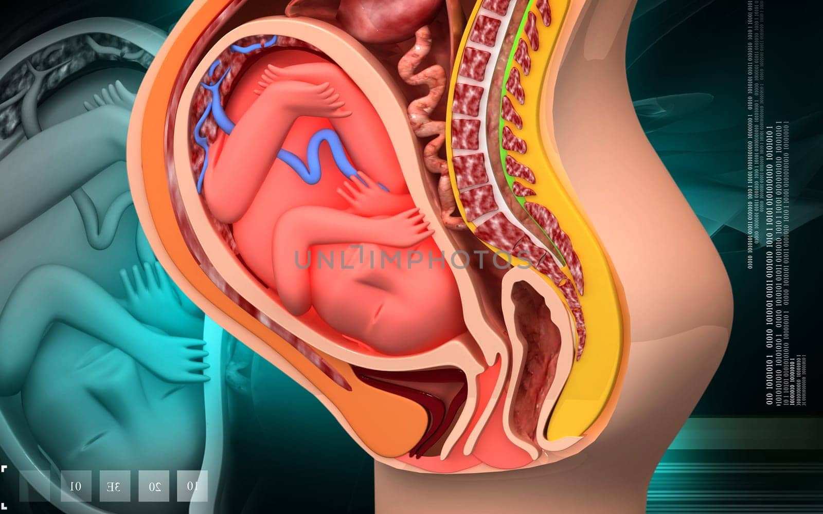 Digital illustration of Pregnant anatomy with fetus in colour background
