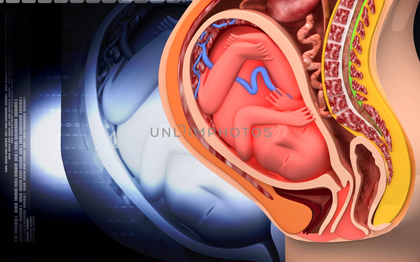 Digital illustration of Pregnant anatomy with fetus in colour background
