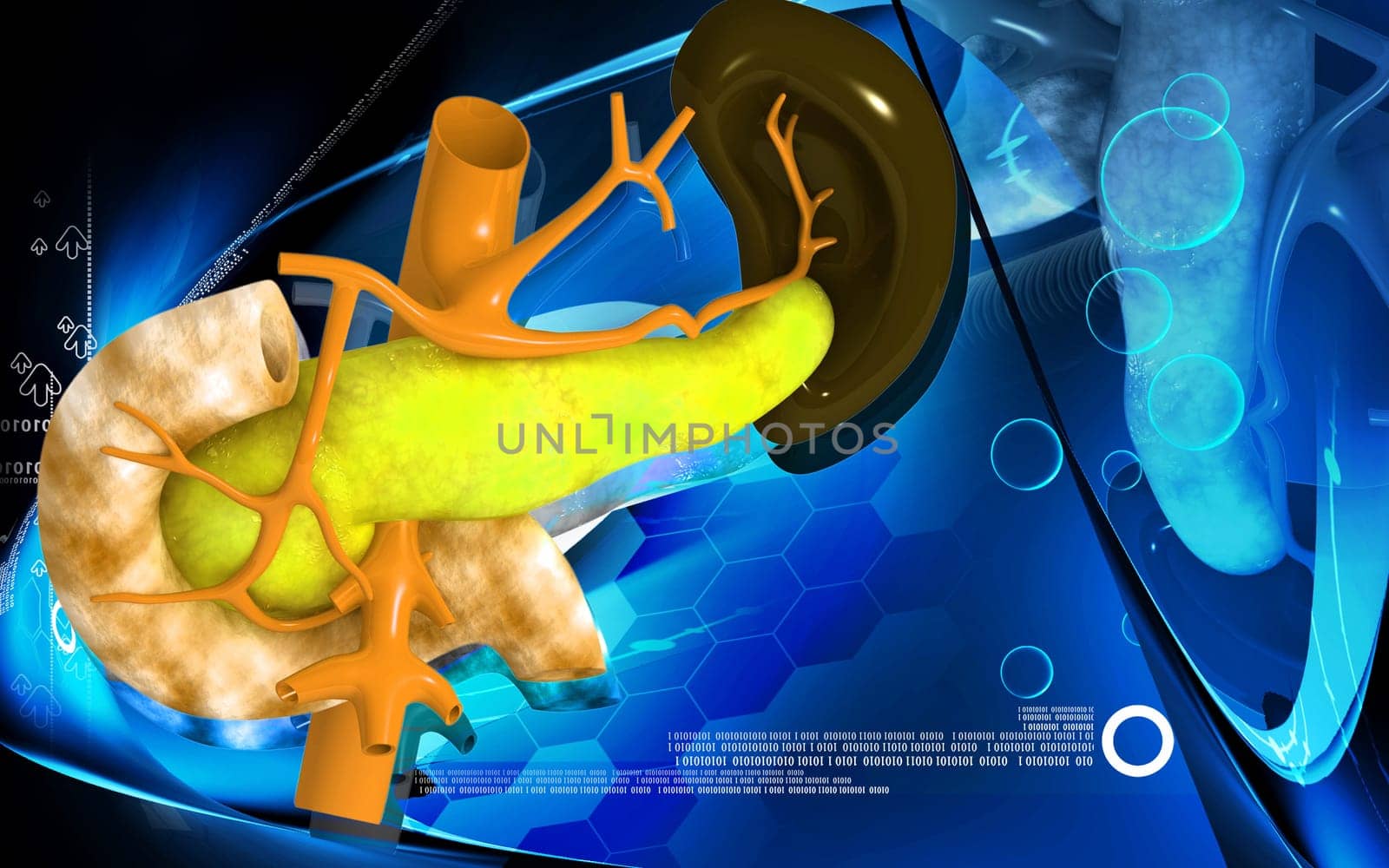 Digital illustration of pancreas and spleen in colour background