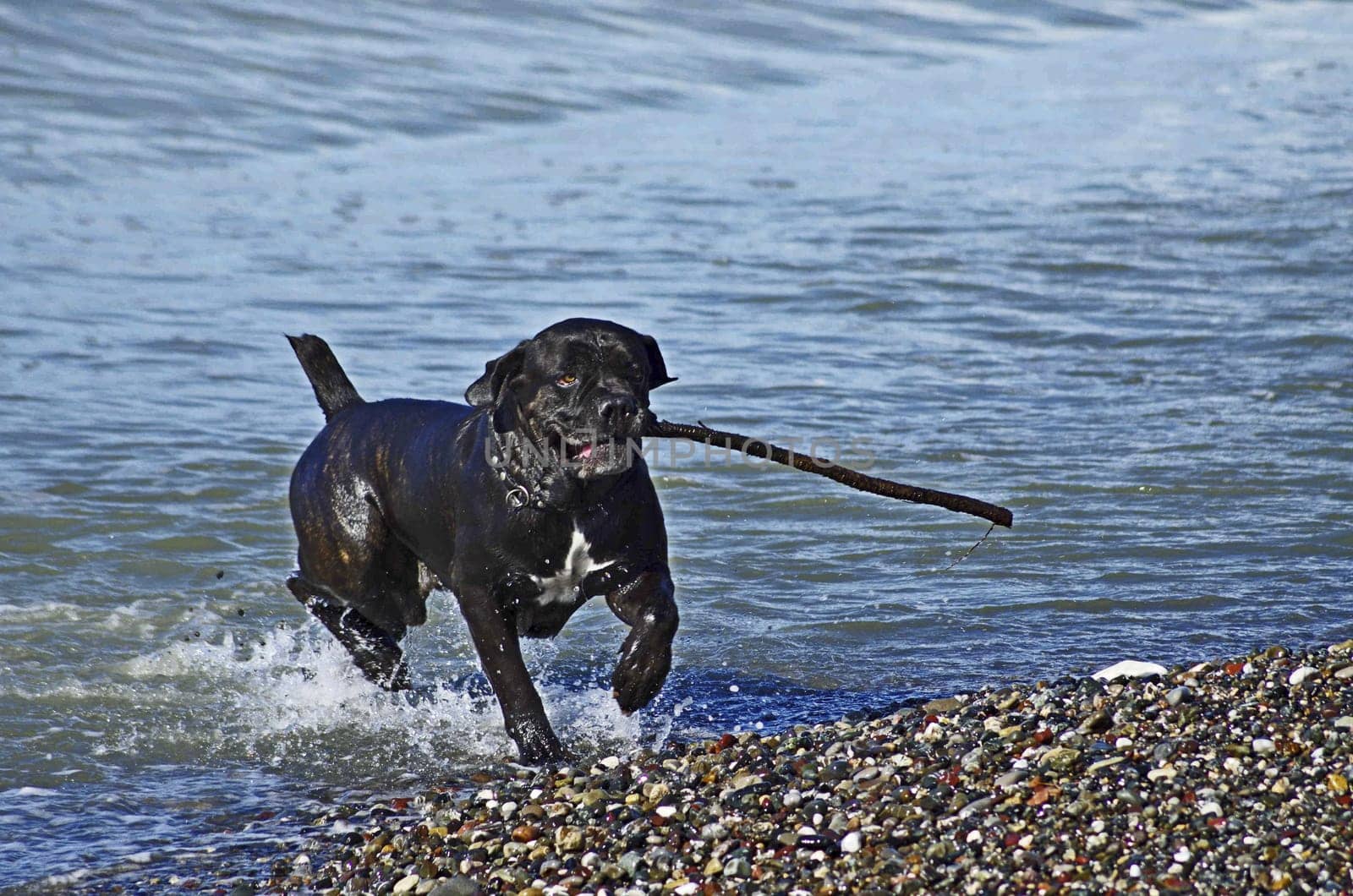 Dog playing on the beach after swimming