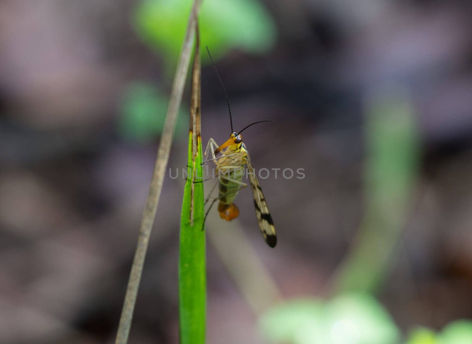 Small insect of diptera with strange long orange mouth and yellow black wings