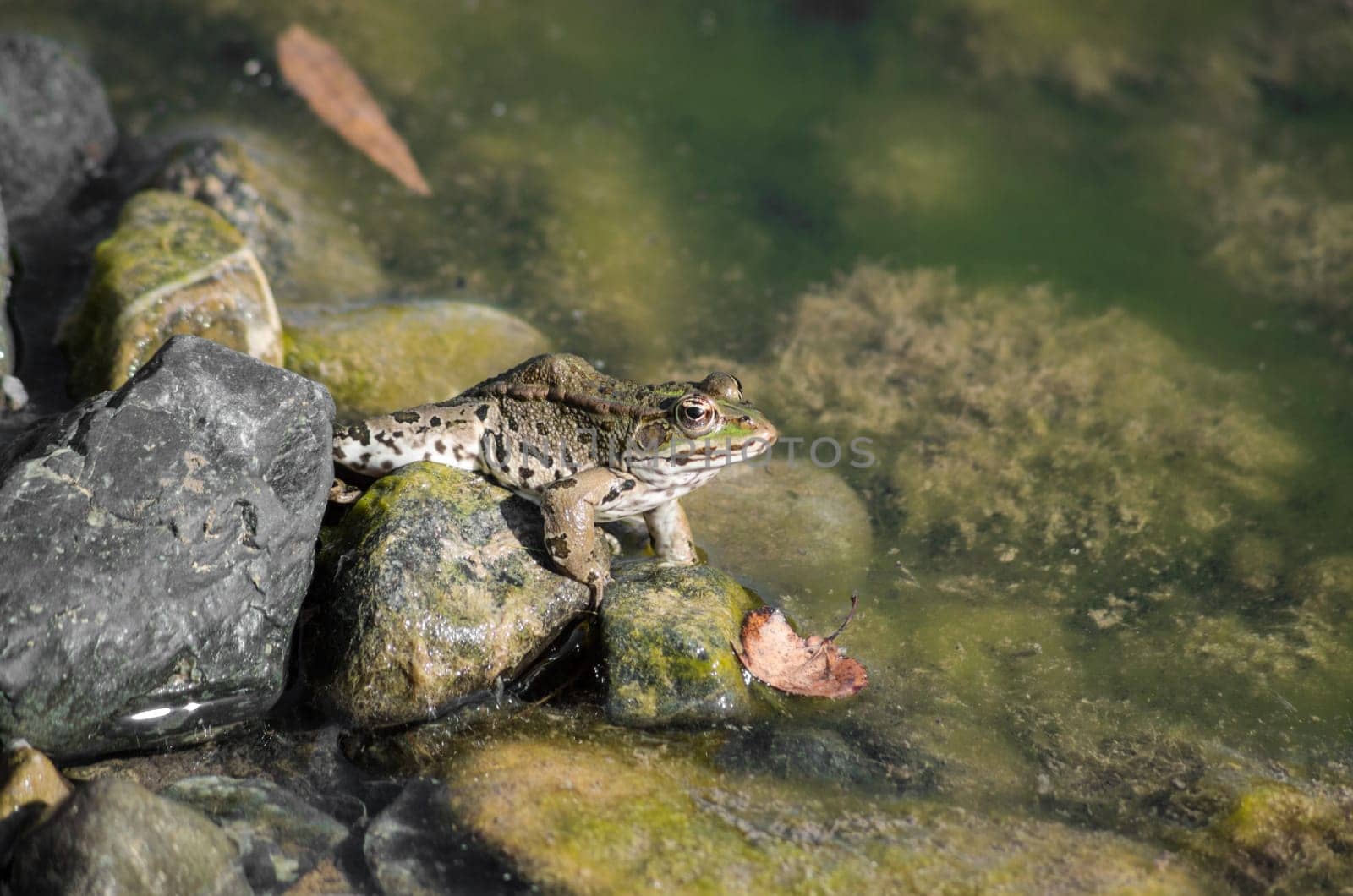 Small frog swimming and hunting long the river course