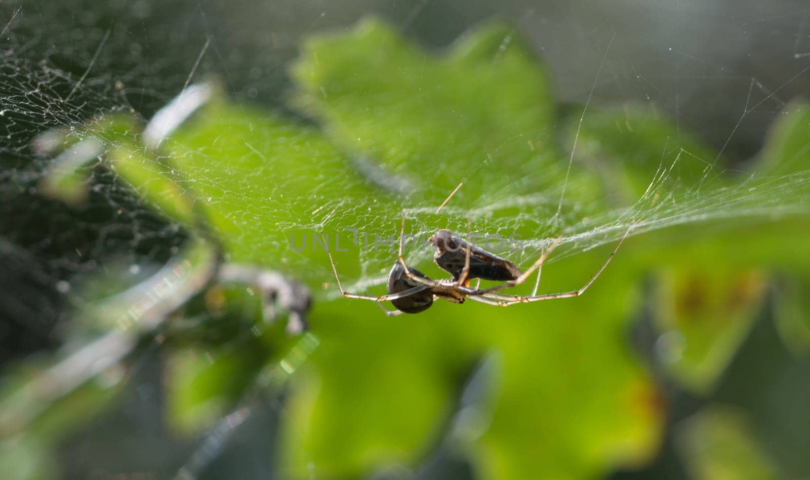 Spider while killing a Cycadella Viridis fallen in his net