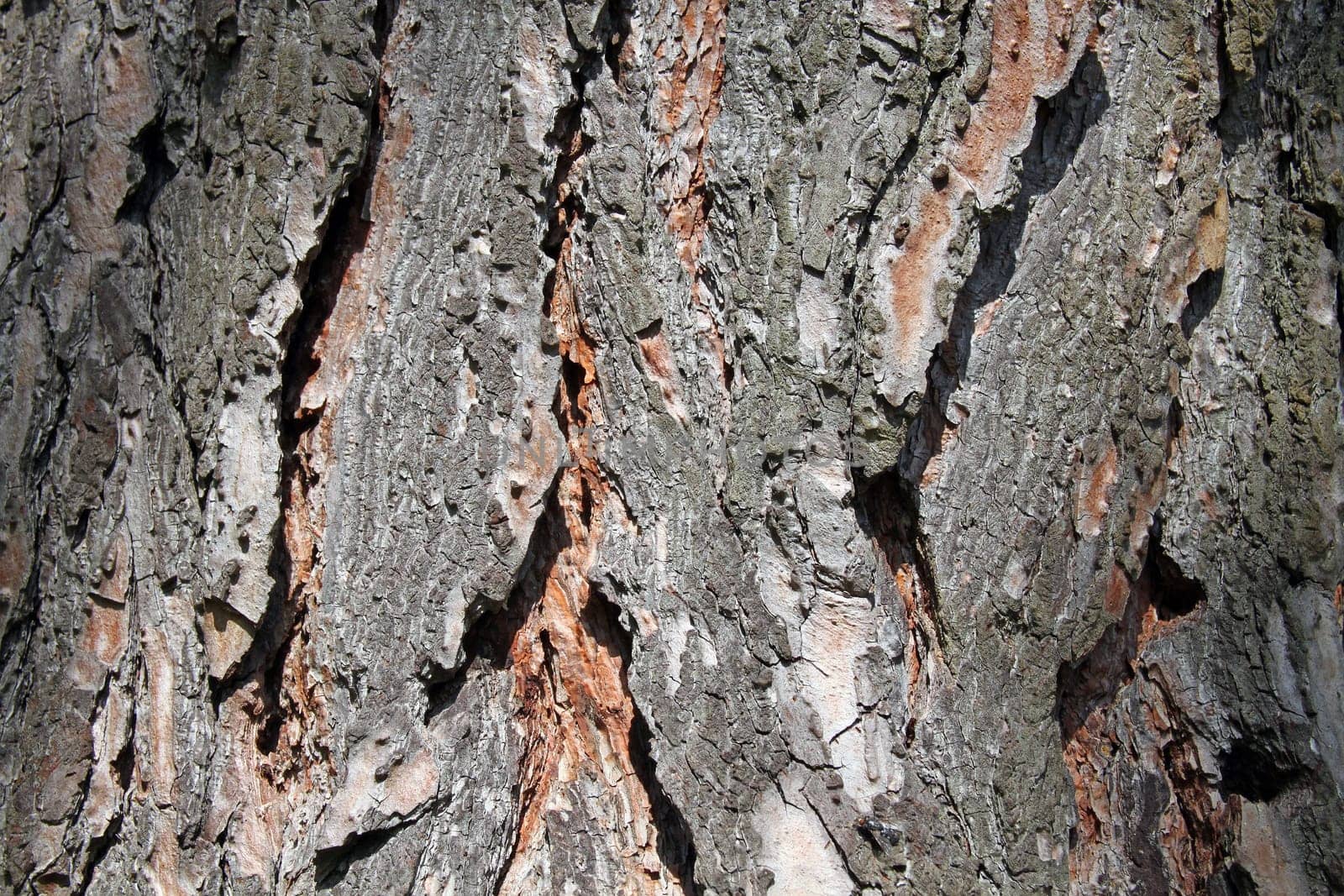 Very coarse tree bark