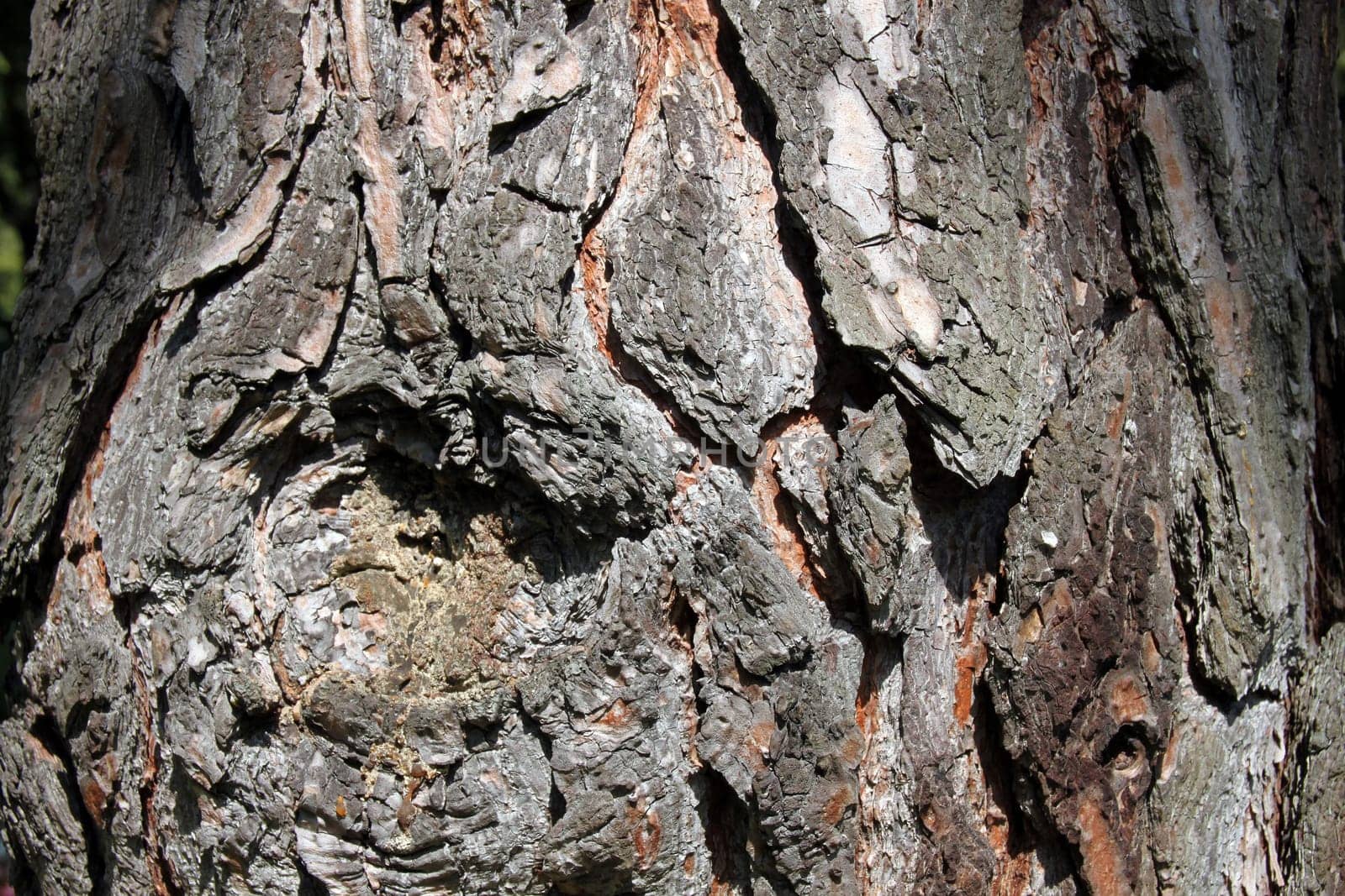 Coarse tree bark with knot scar
