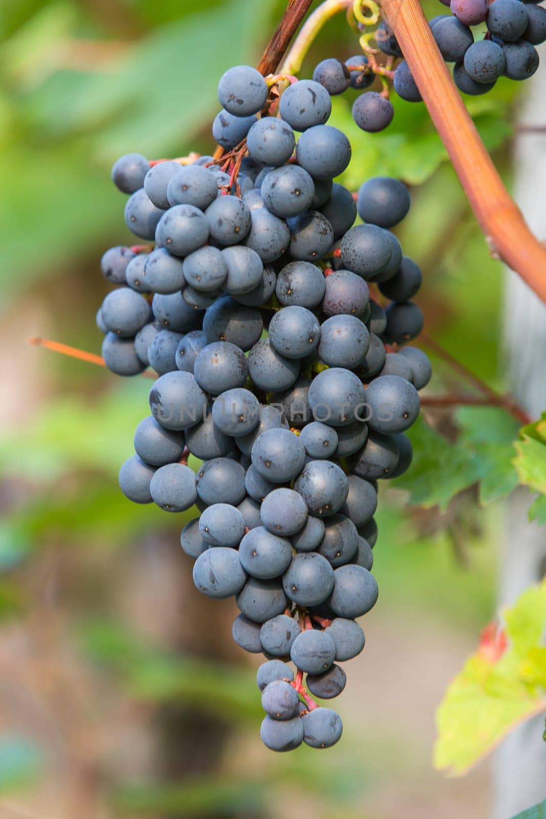A ripe blue grape on a grapevine in autumn