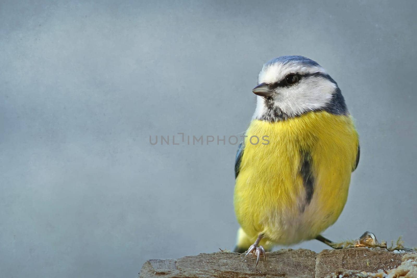 The blue (Cyanistes caeruleus,Syn. Parus caeruleus)