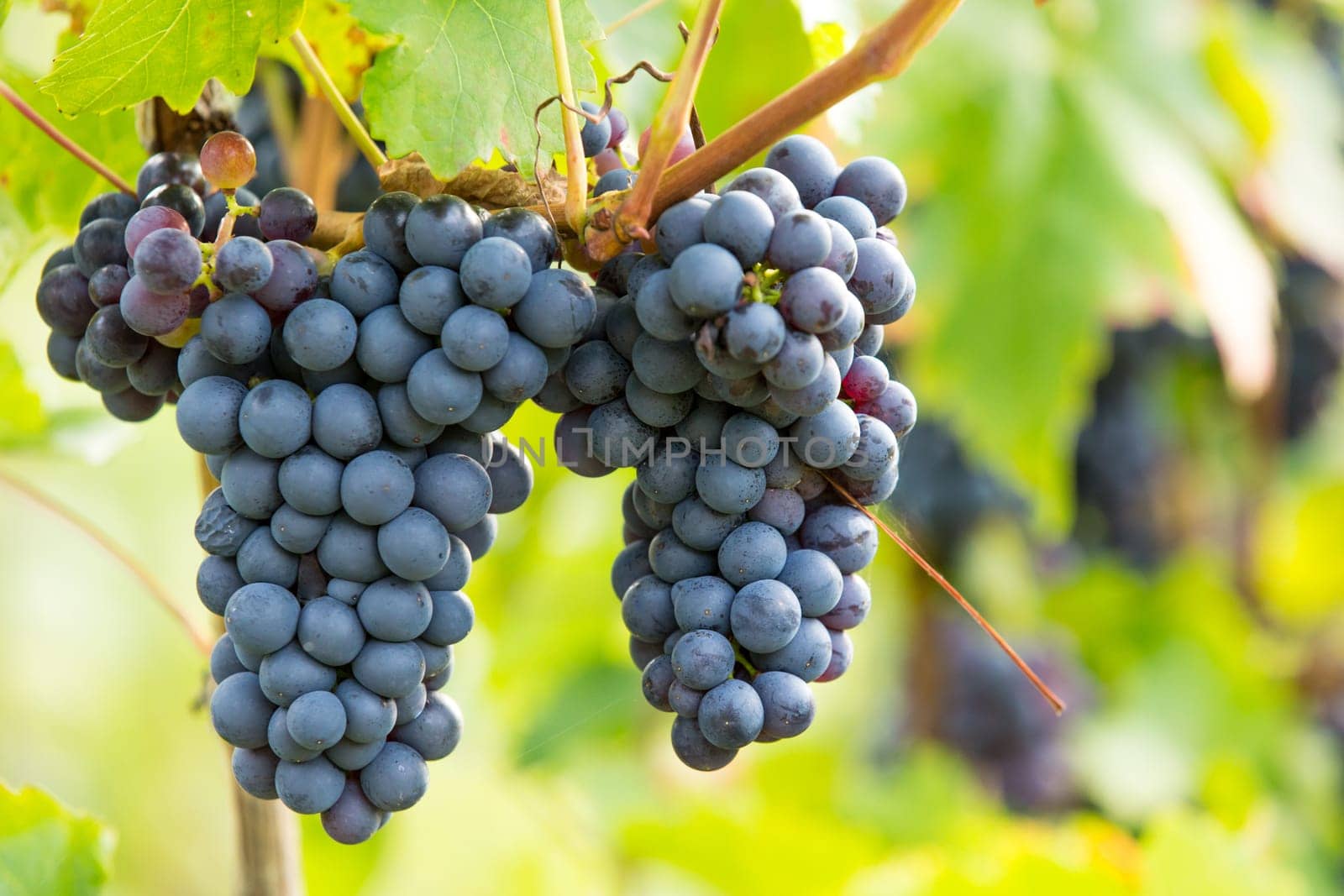 A ripe blue grape on a grapevine in autumn