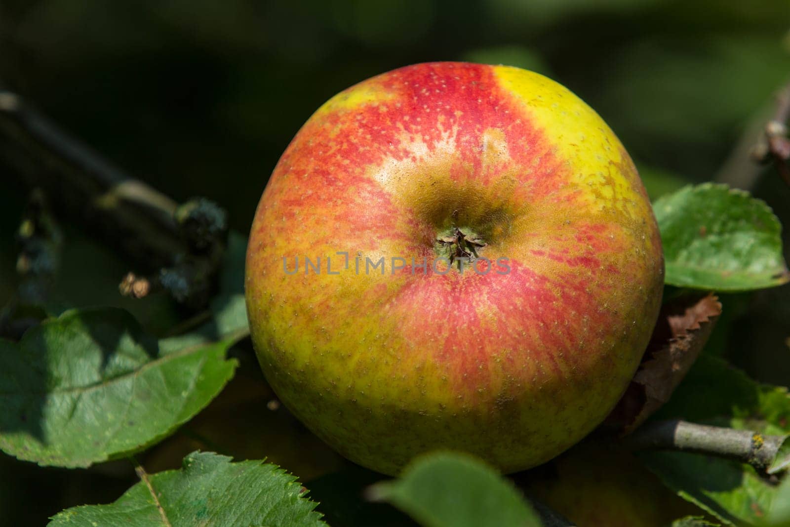 Close-up of an apple,blurred background