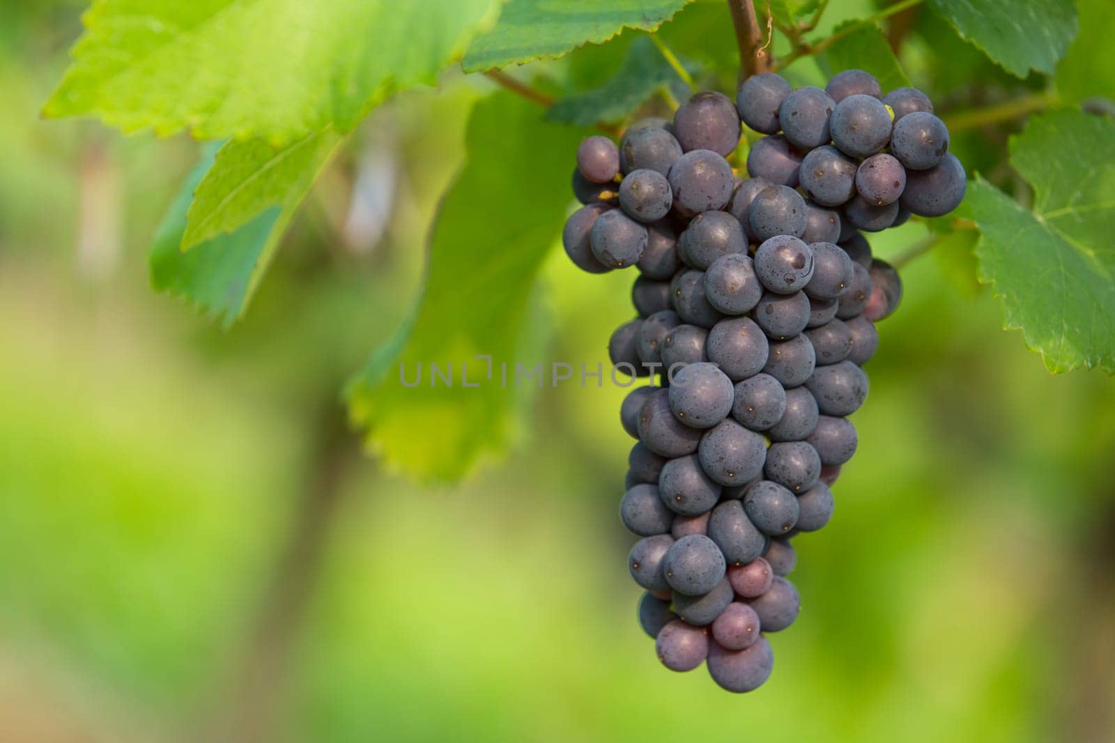 A ripe blue grape on a grapevine in autumn