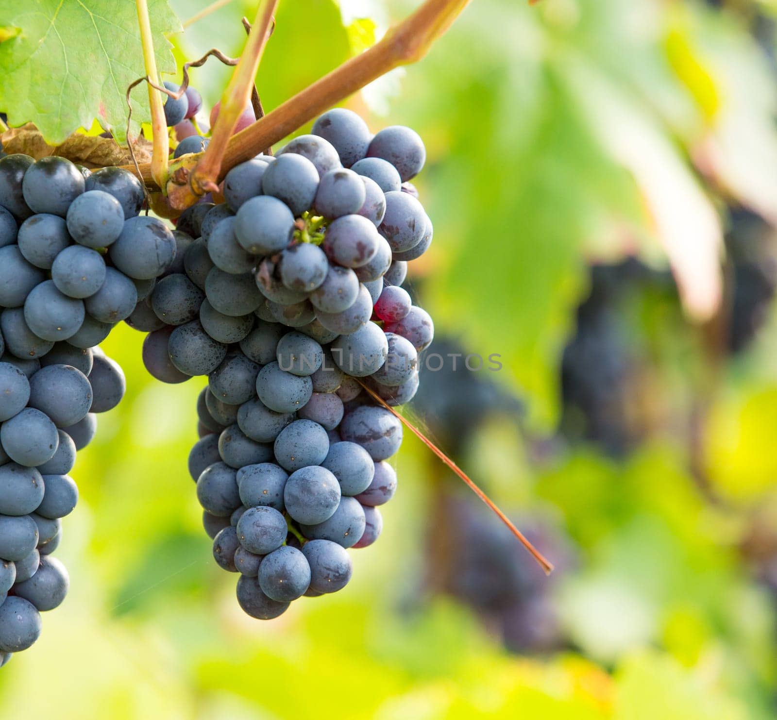 A ripe blue grape on a grapevine in autumn