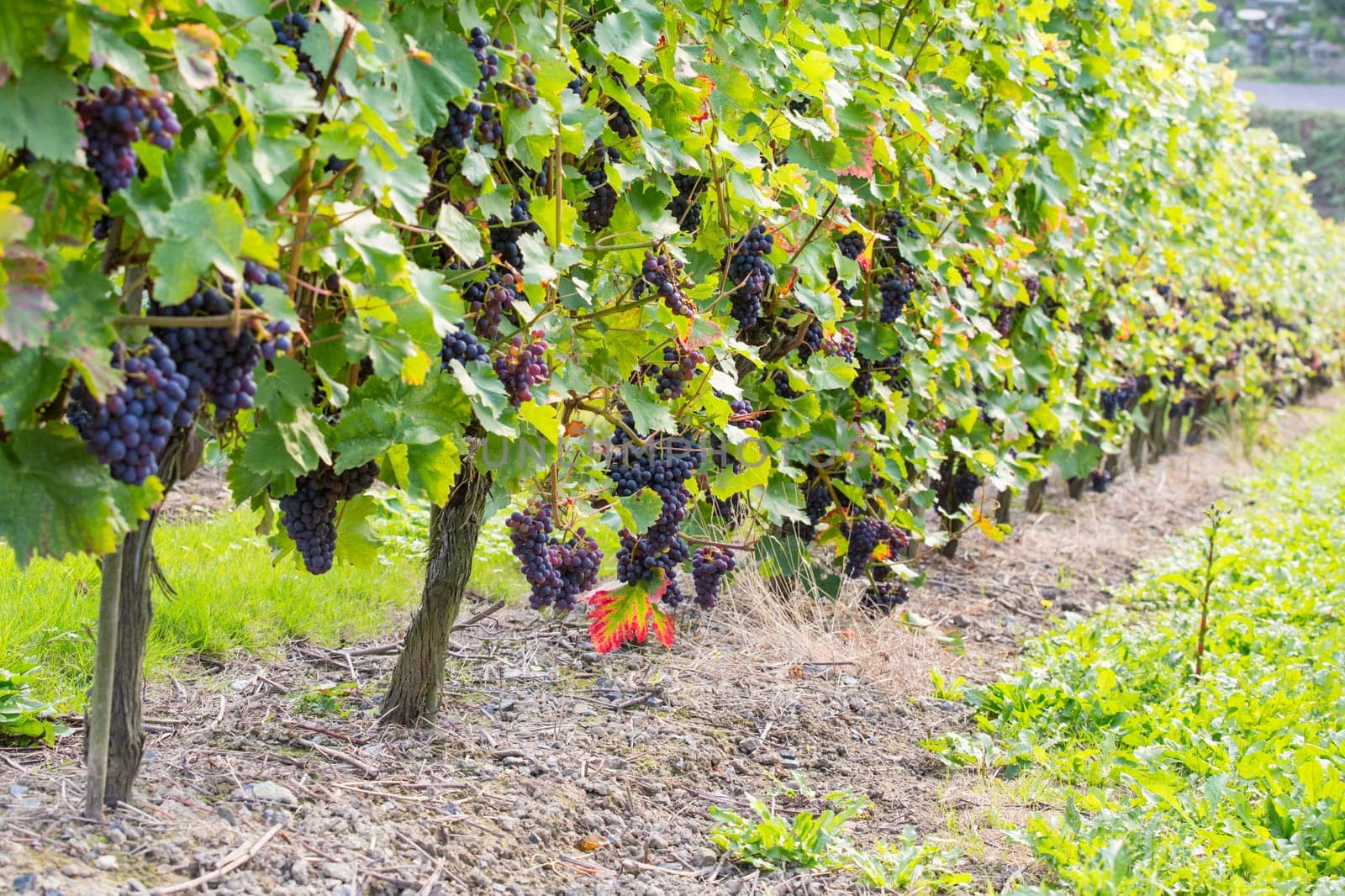 Blue grapes on grapevines in autumn
