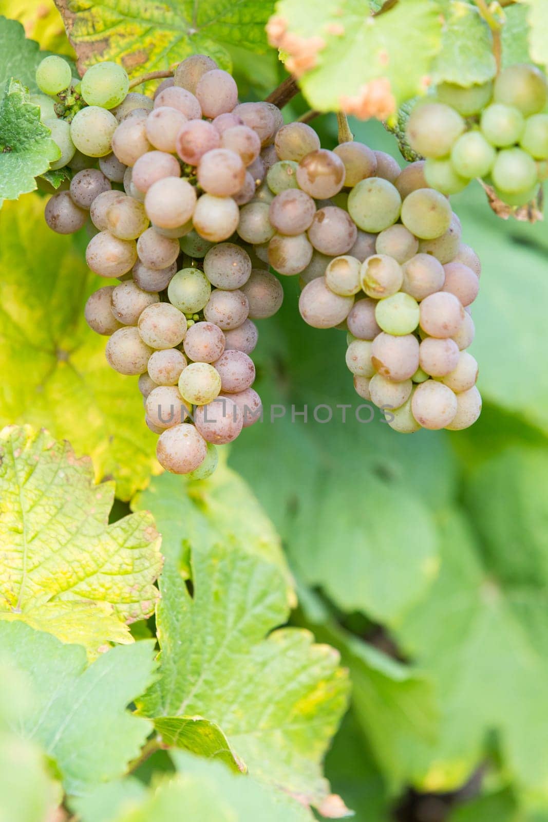 A ripe green grape on a grapevine in autumn