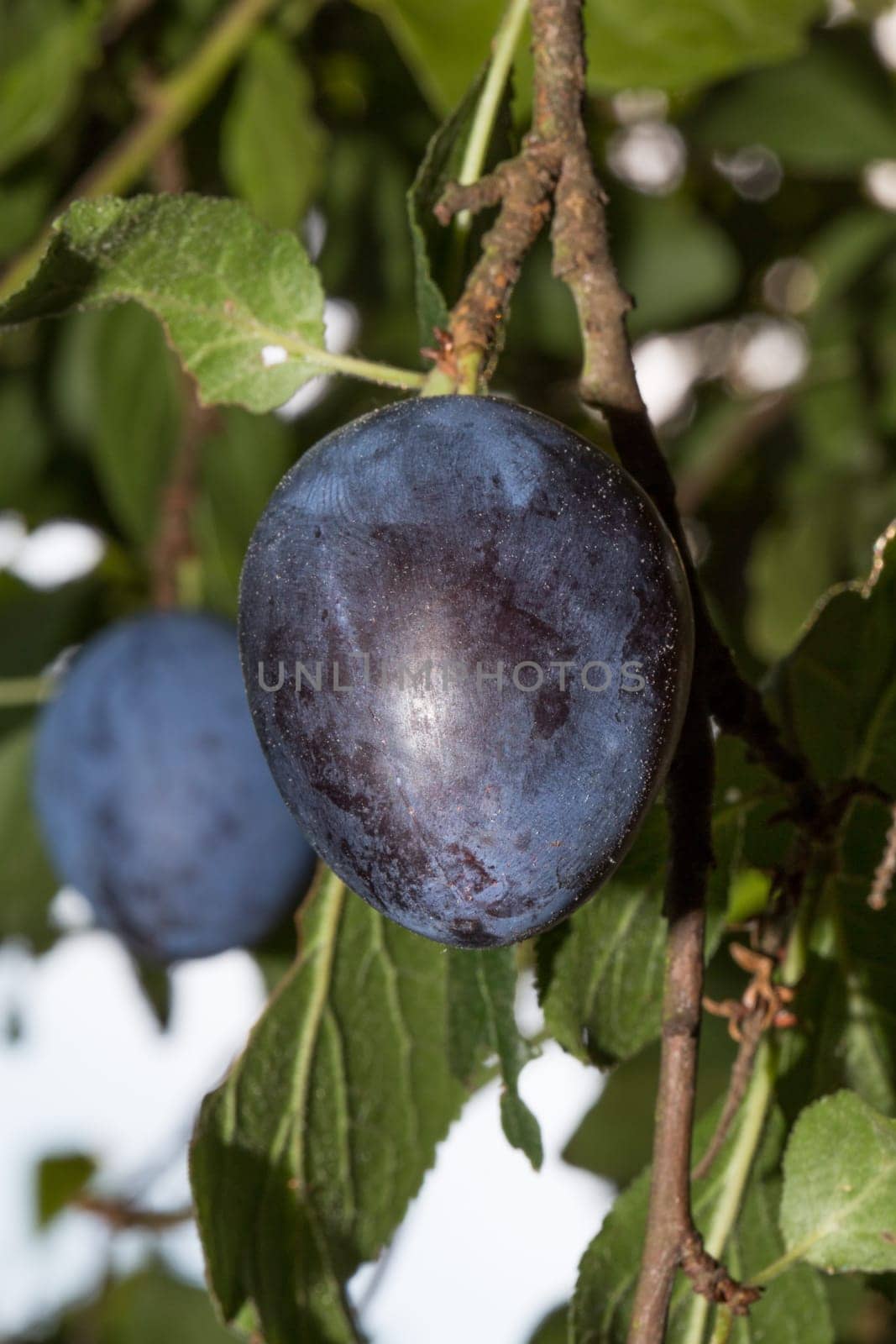 Close-up of a plum,blurred background