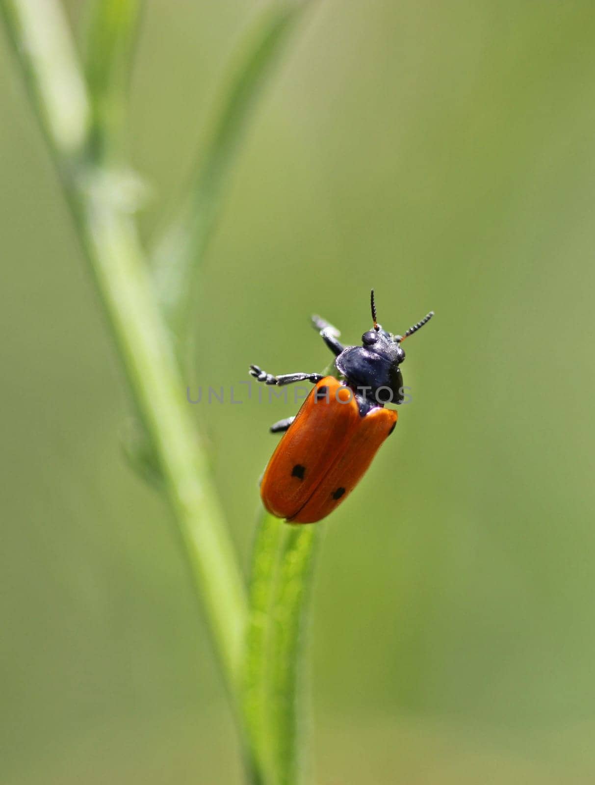 Four-point ant leaf beetle (Clytra quadripunctata)