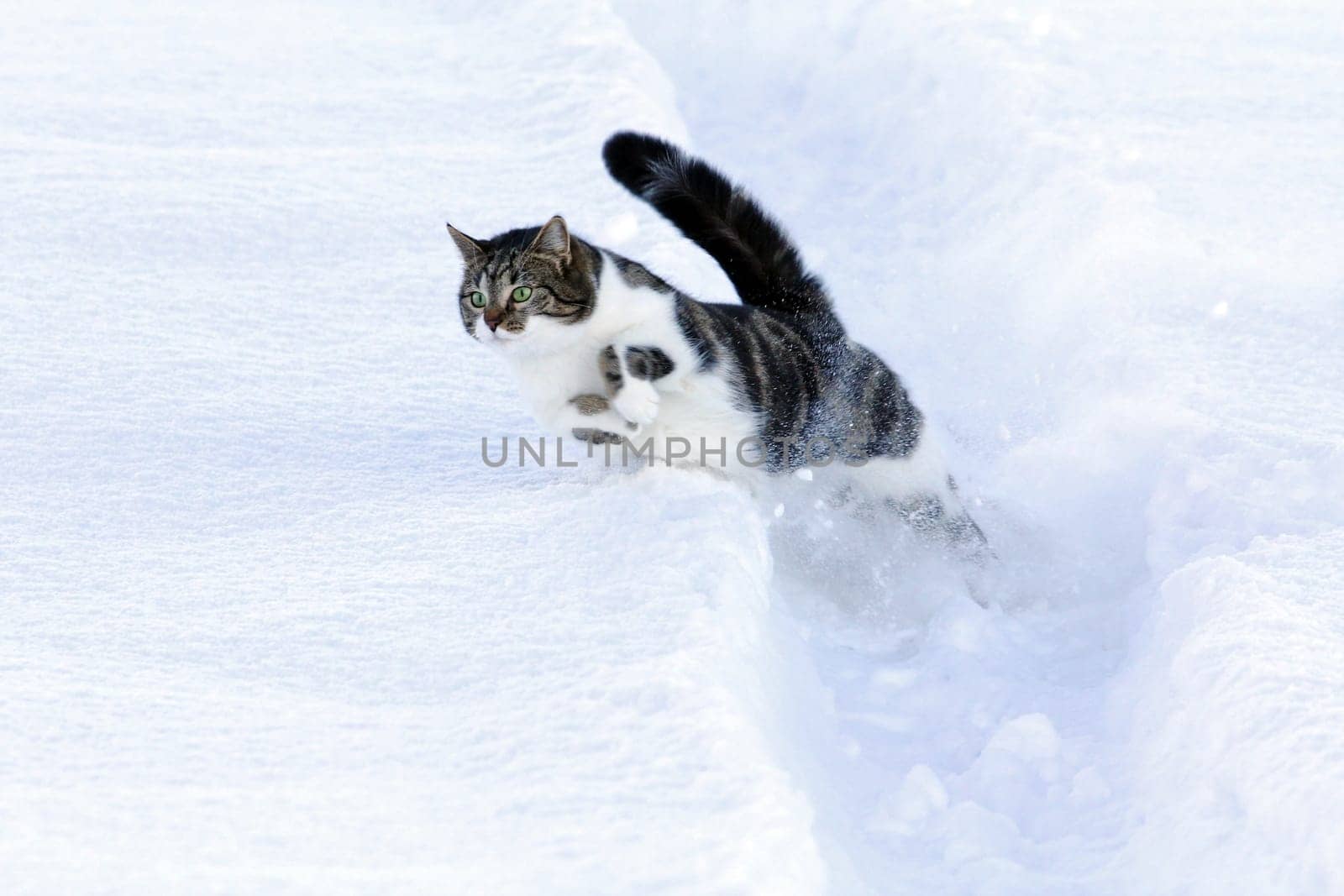 The jump through the snow