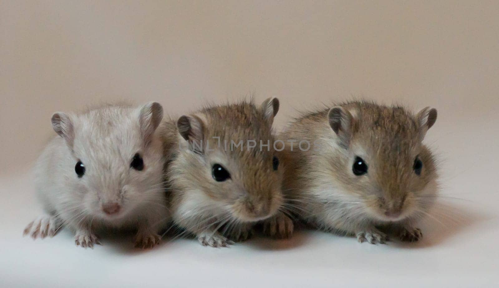 Gerbil Boy3