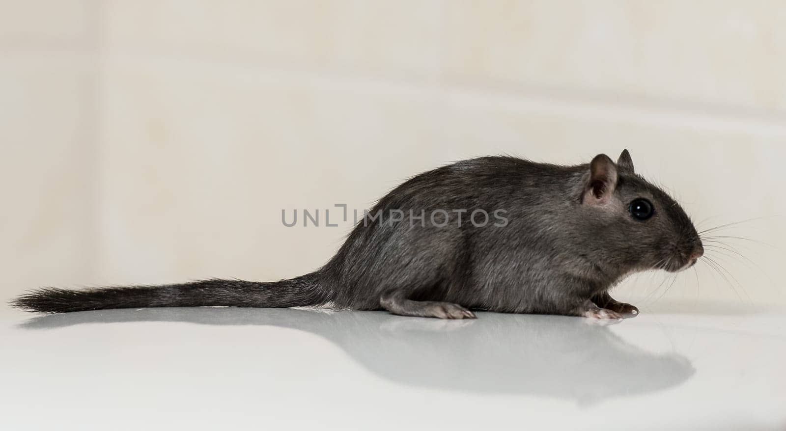 Gerbil female