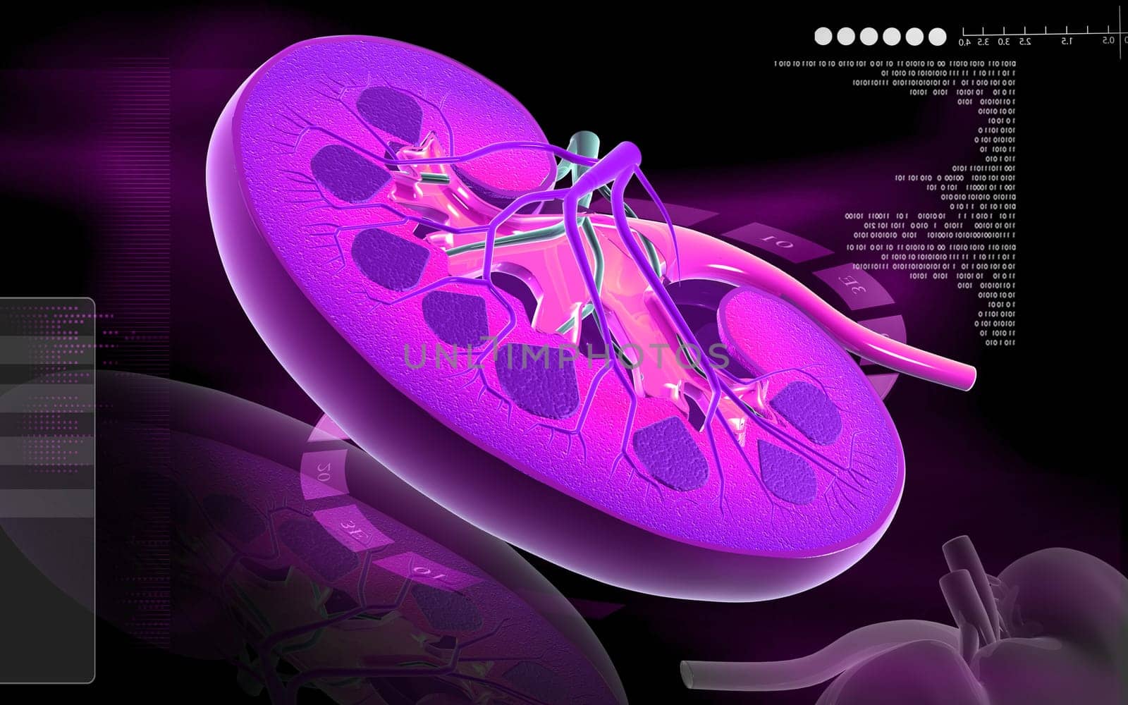 Digital illustration of kidney in colour background