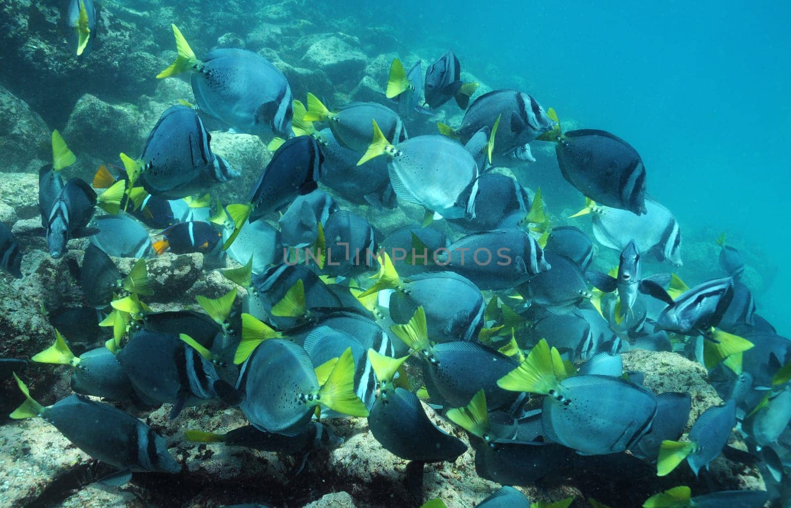 Galapagos Doctor Fish