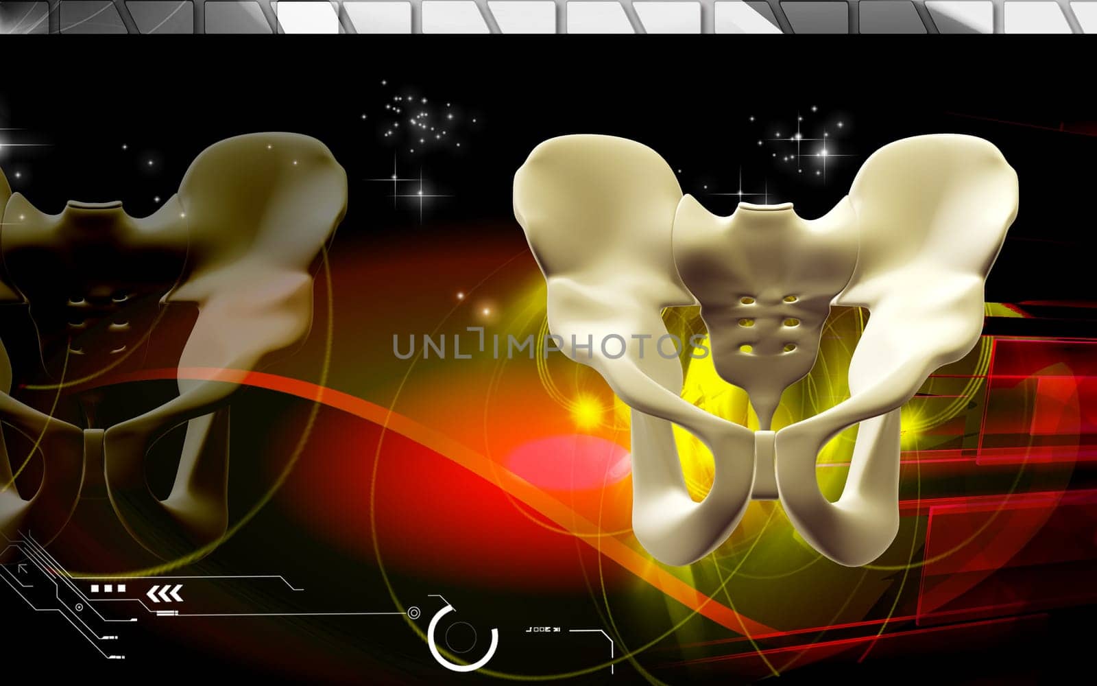 Digital illustration of pelvic girdle in colour background