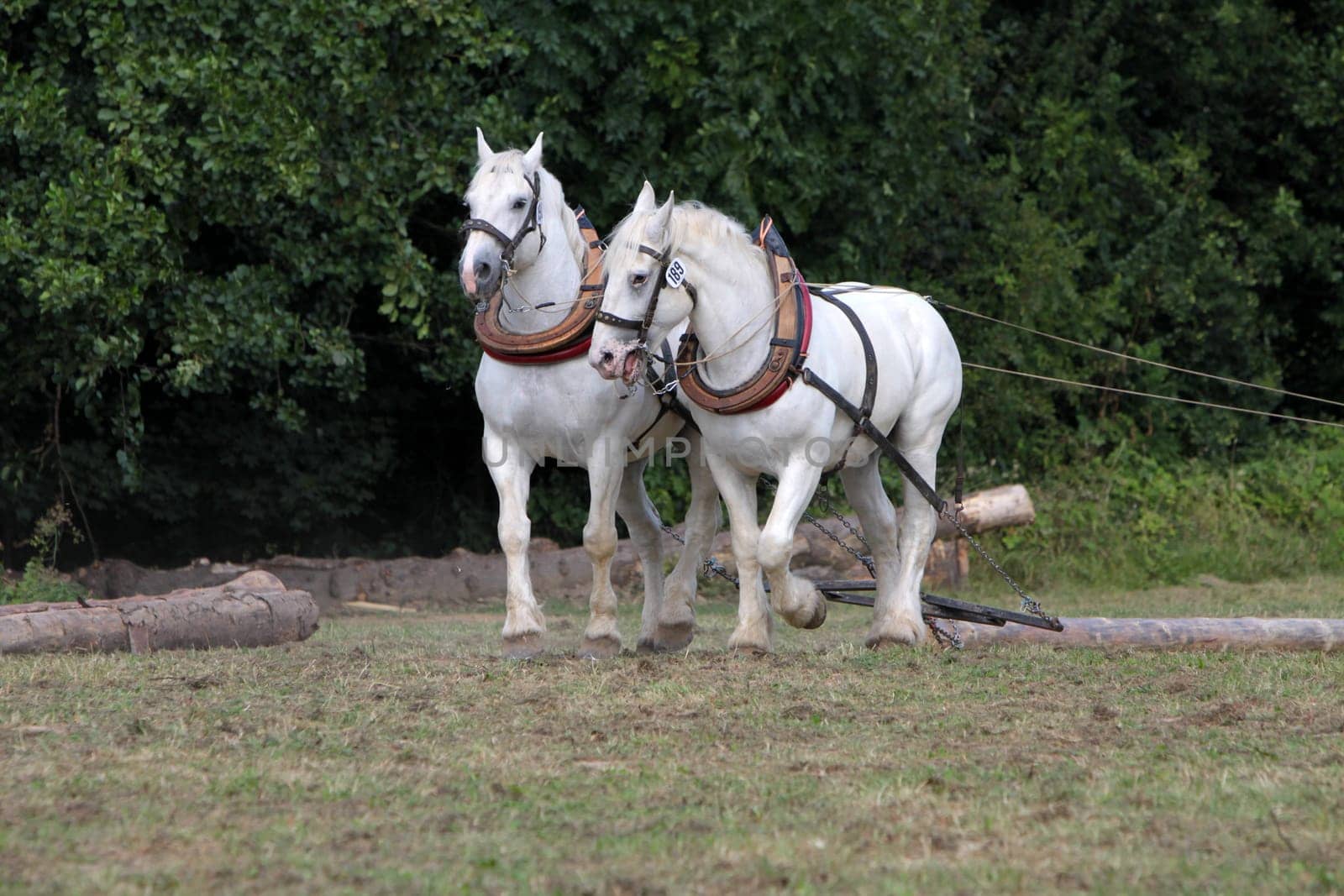 Two white back horses at work