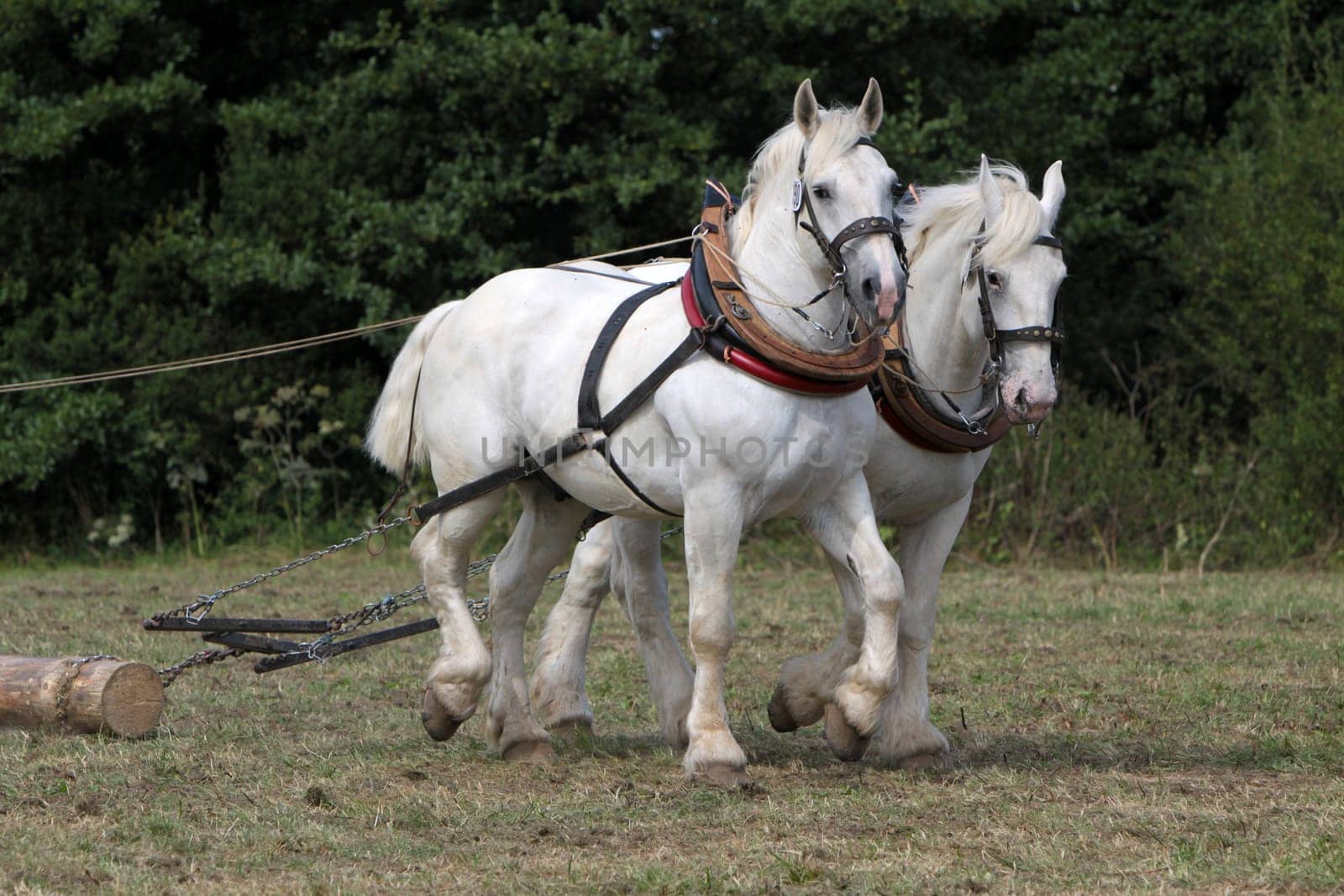 Two white back horses at work