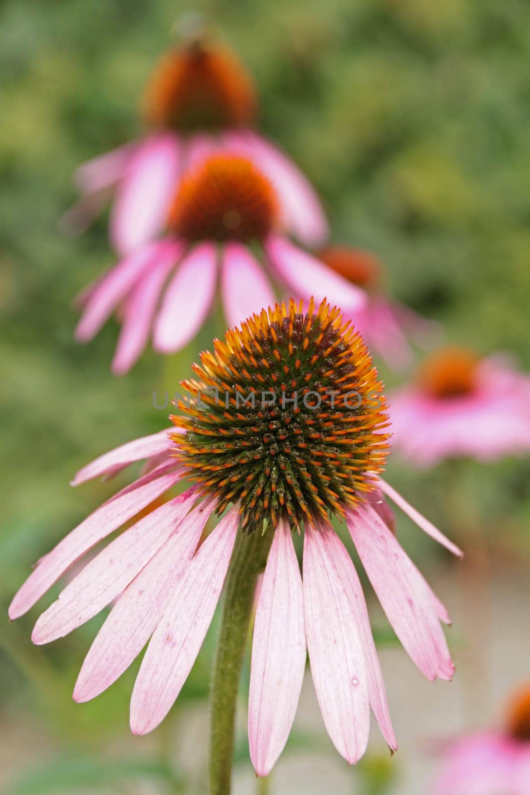 Purple Coneflower