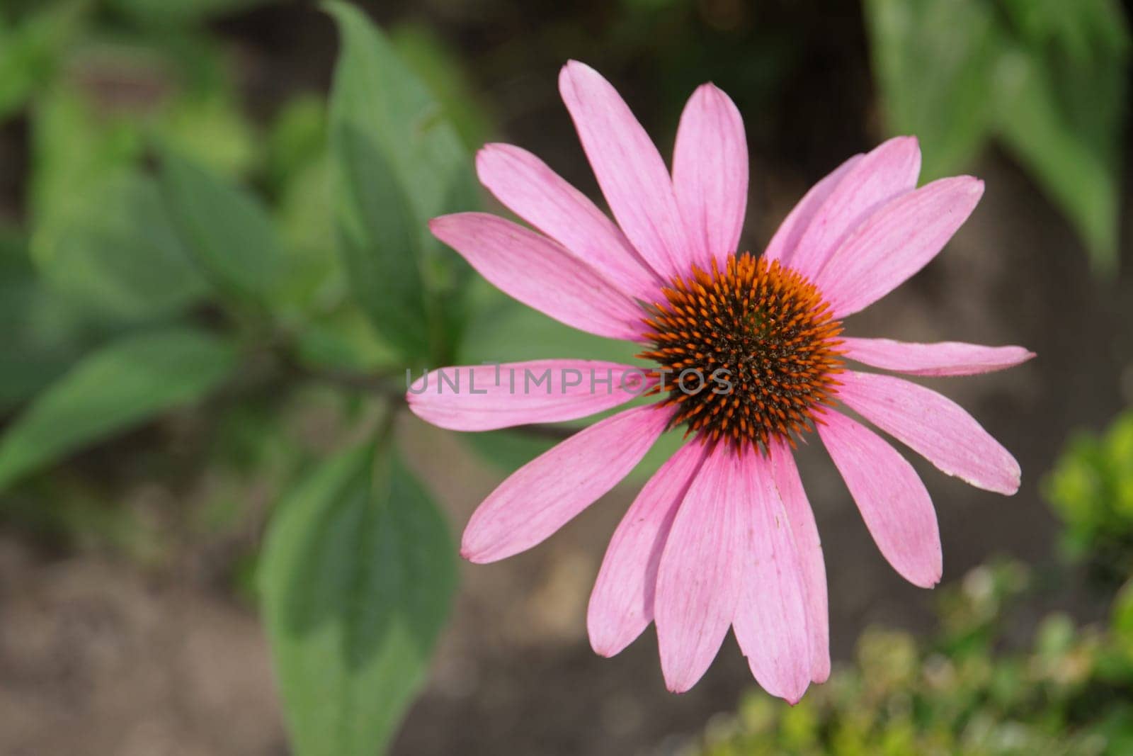 Purple Coneflower