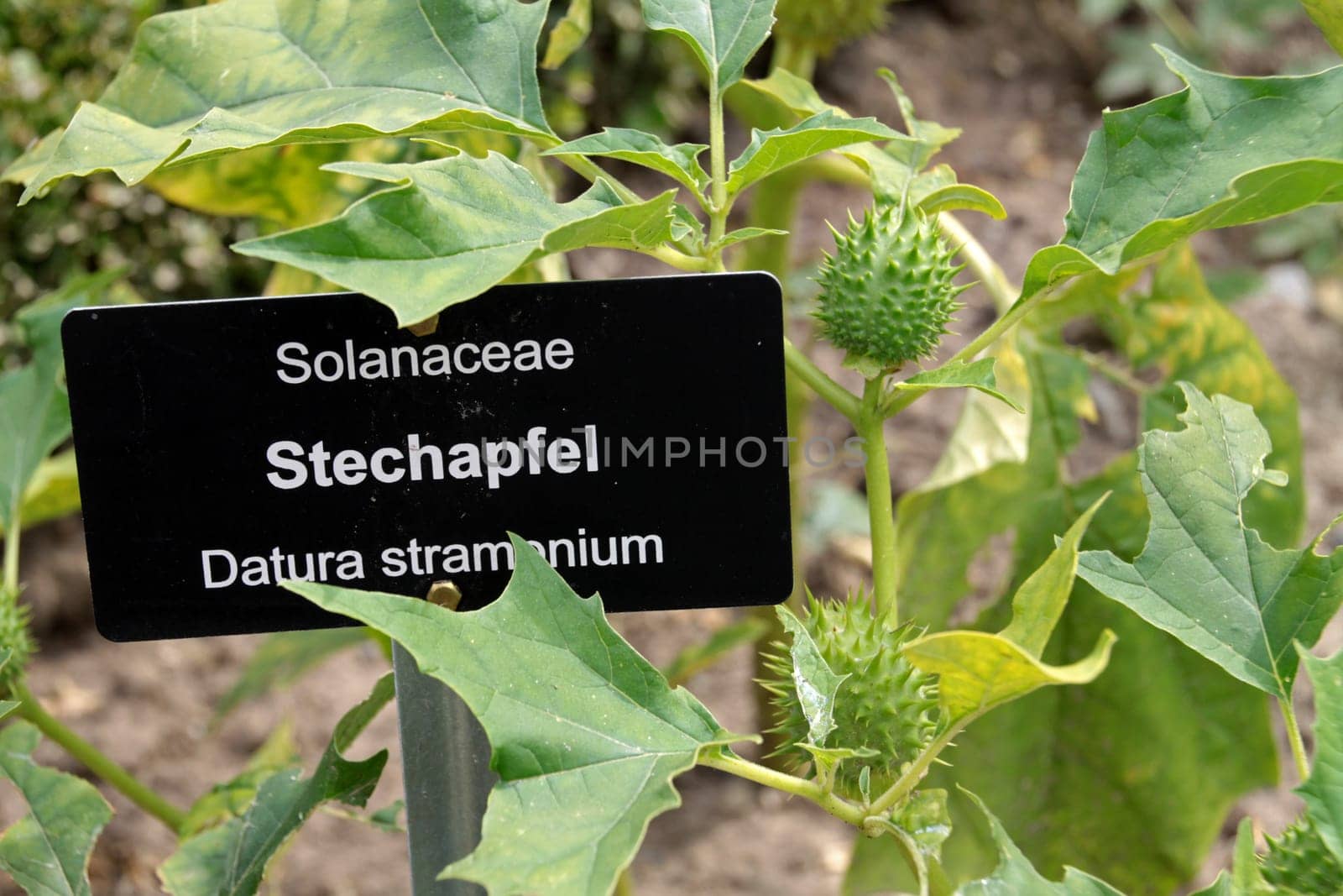 Common Stechapfel