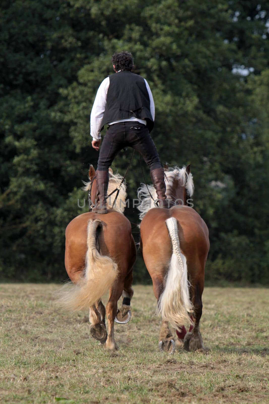 Art Rider