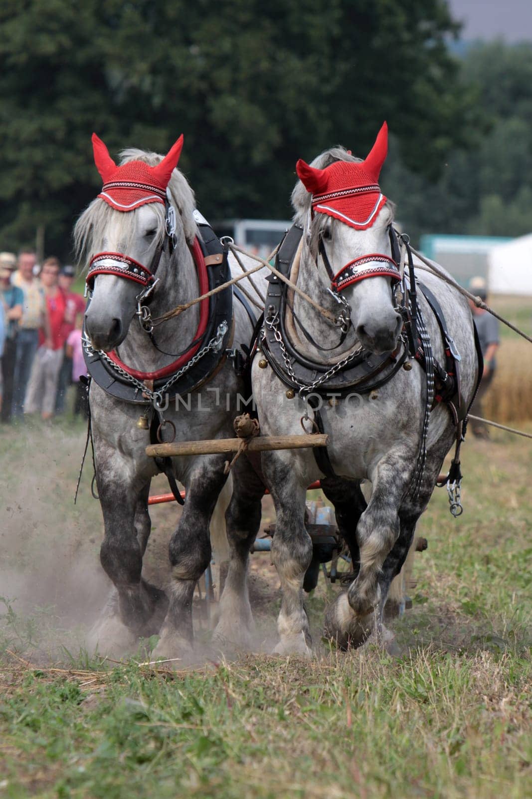 Percheron team