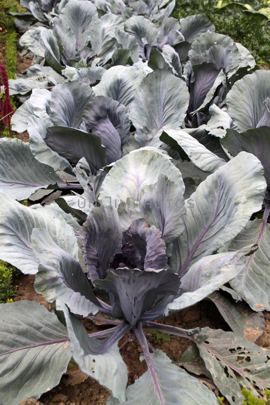 Huge red cabbage heads